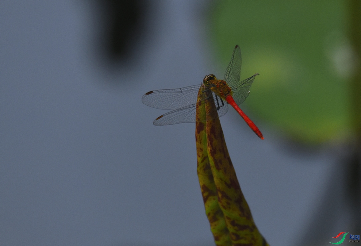 _DSC5333_00001-01-p-2.jpg