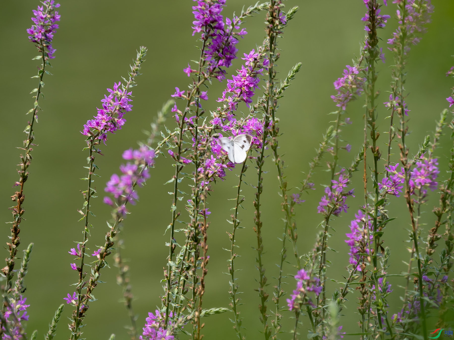 ǧ�����з۵���