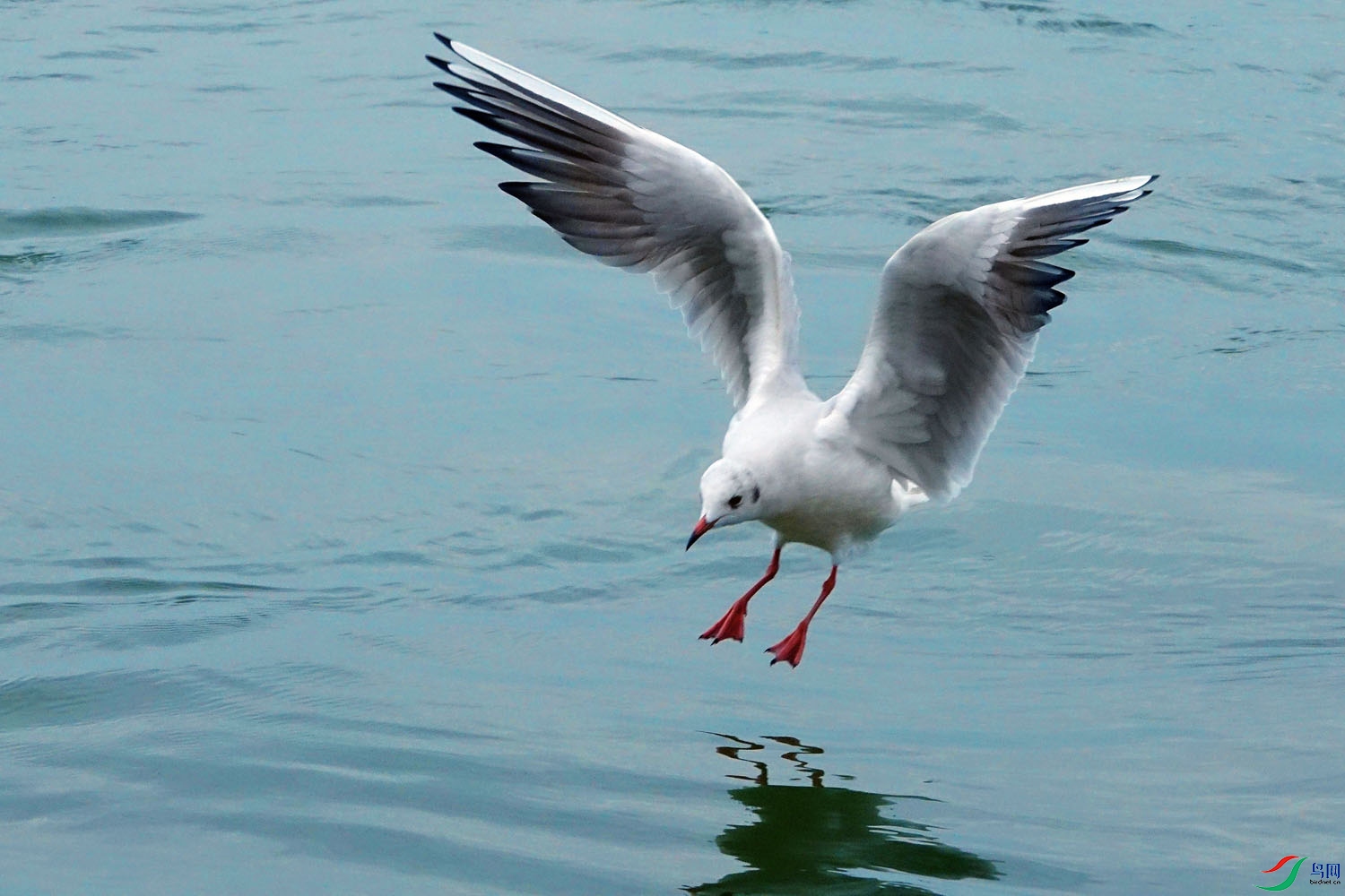 渤公岛红嘴鸥图片