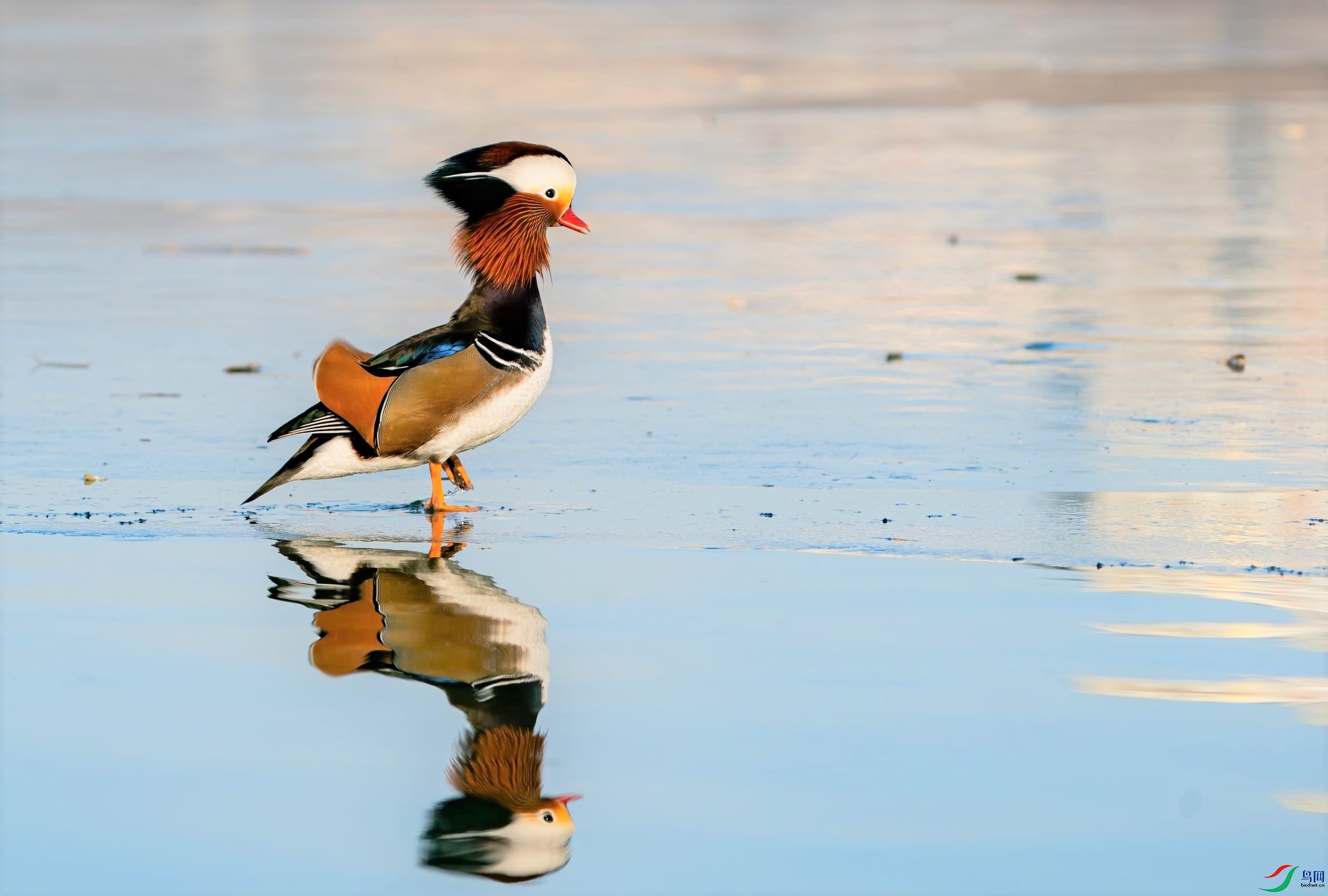 DSC03580-denoise-denoise (2).jpg