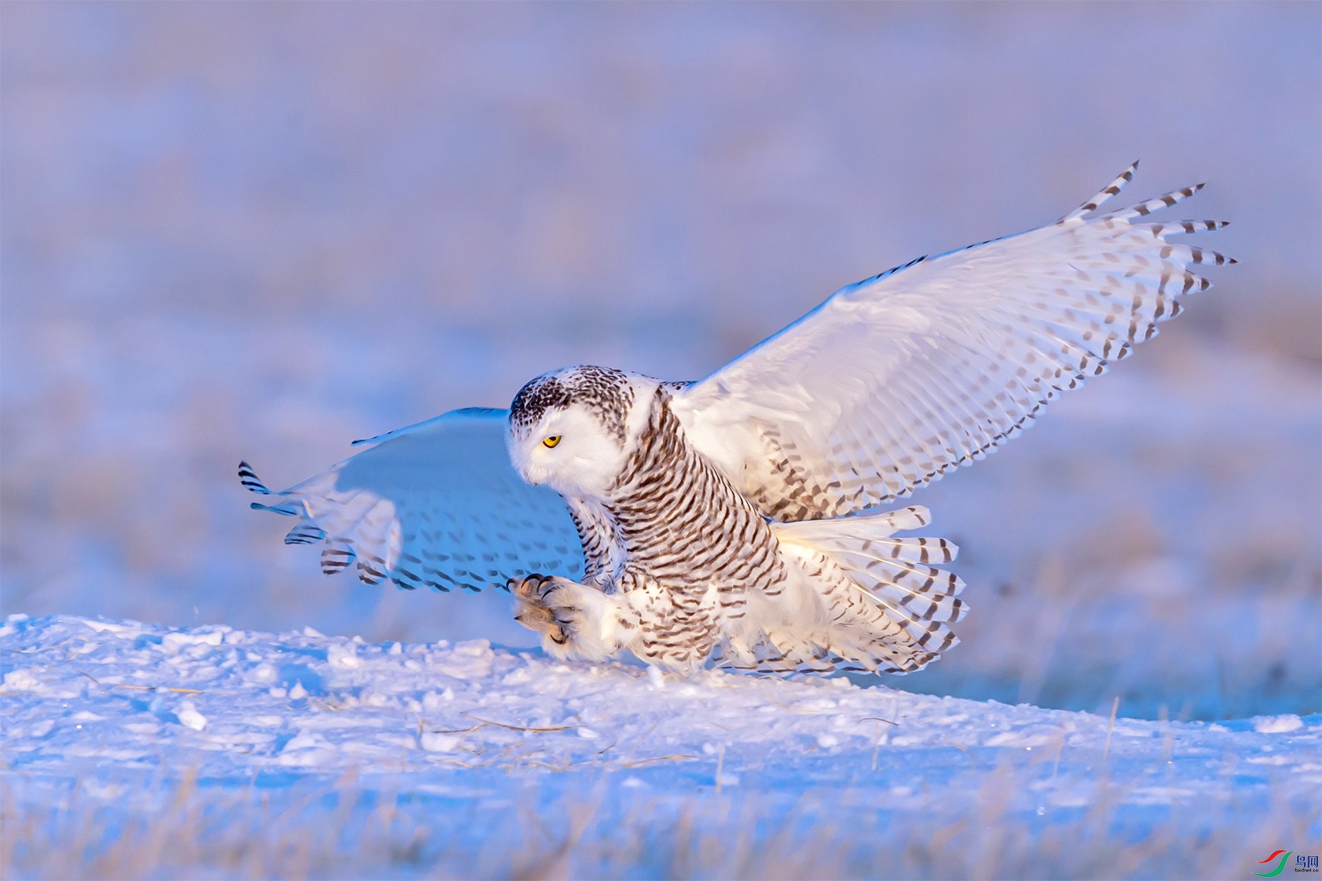 雪枭公主(祝贺荣获首页鸟类精华)