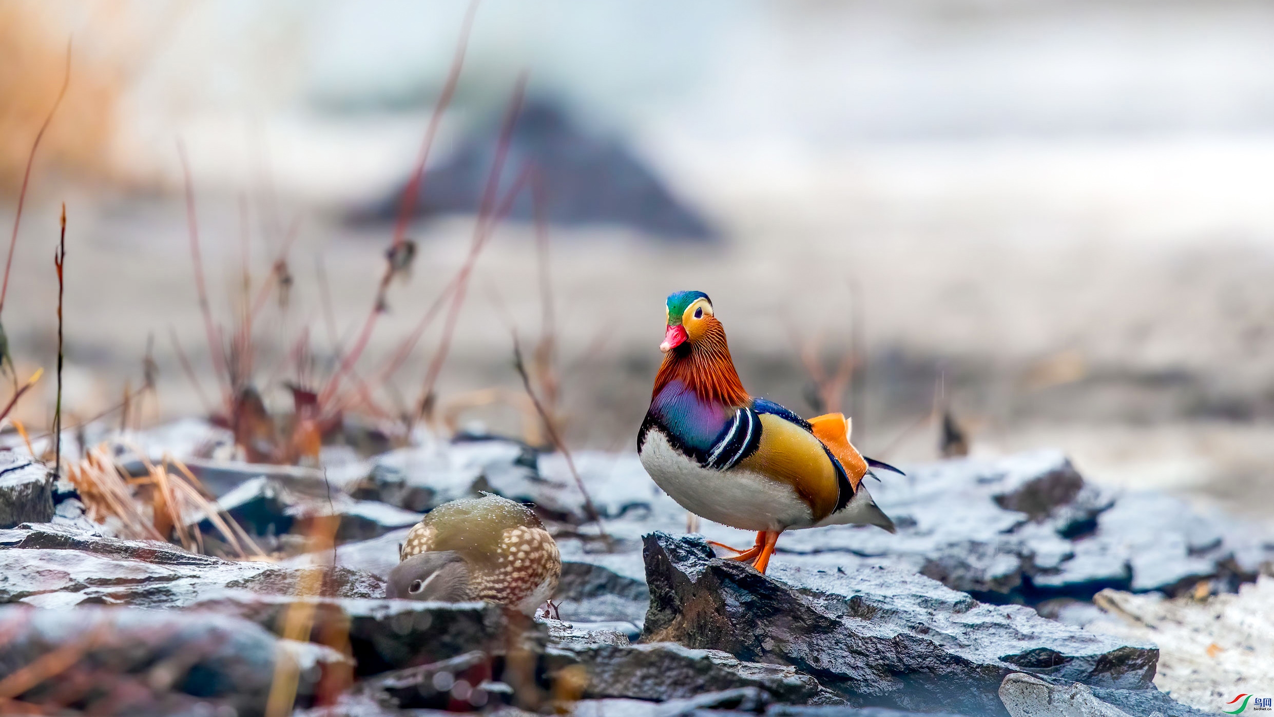 雨后荒畦草未发 双爱鸳鸯觅食画