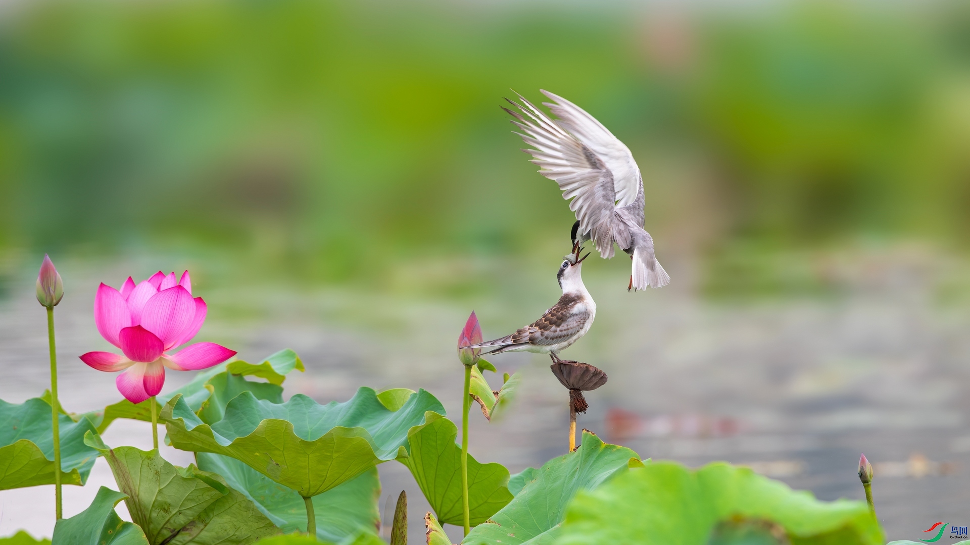 ��Ƭ1DSC_6750.jpg