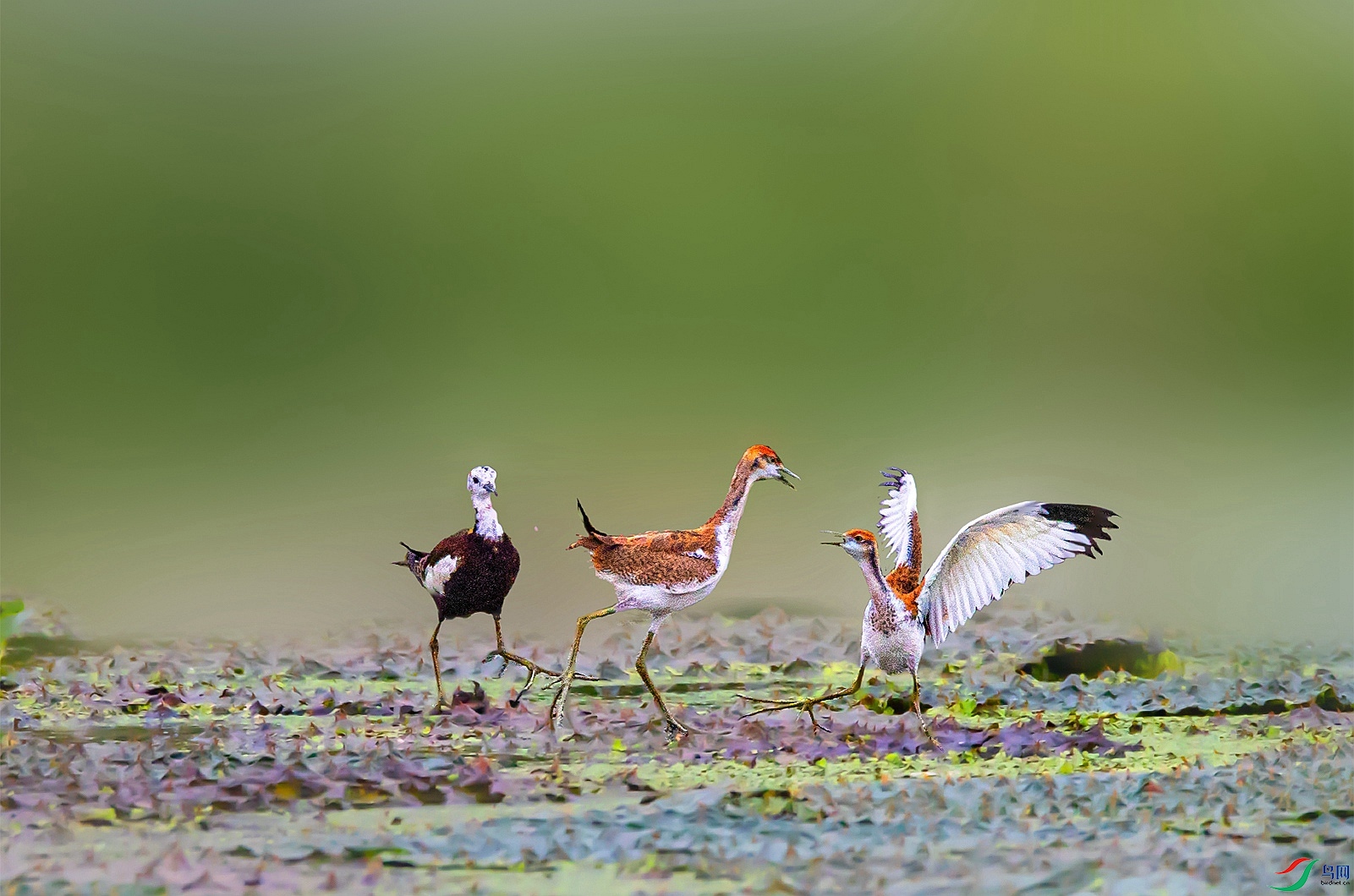 羽翼丰满荣获首页精华
