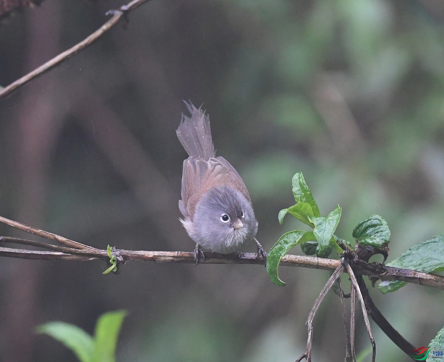 ����ϸ��  ��ʦ�������Ĵ�ʡ�Ű���������0.jpg