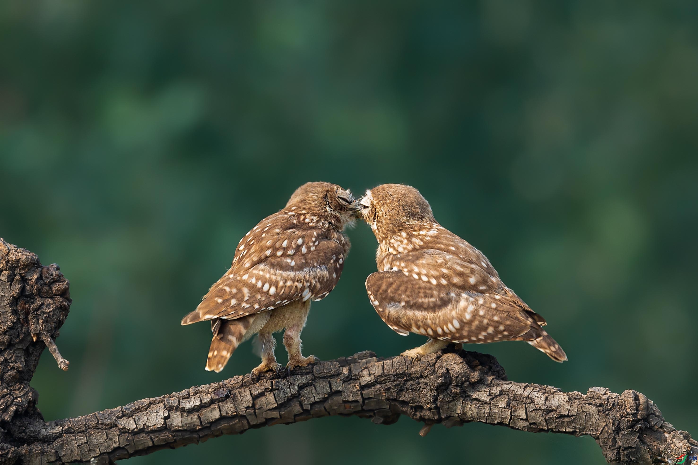 DSC_6076a.jpg