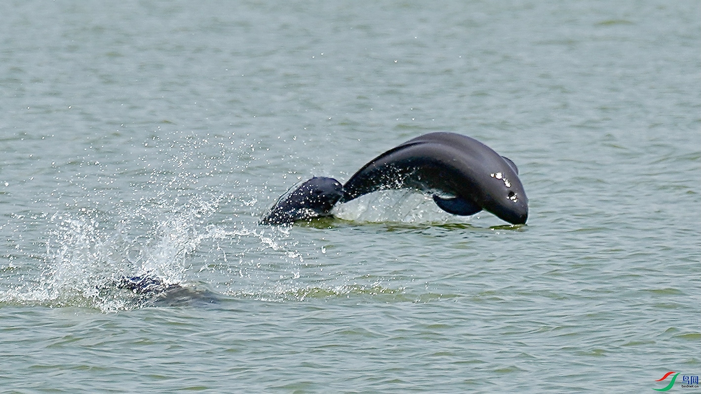 �����еġ�΢Ц��ʹ��