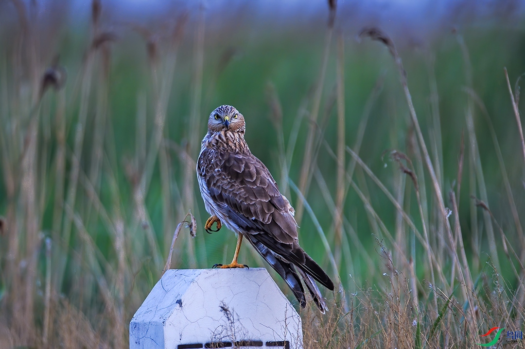 DSC_59131--.jpg