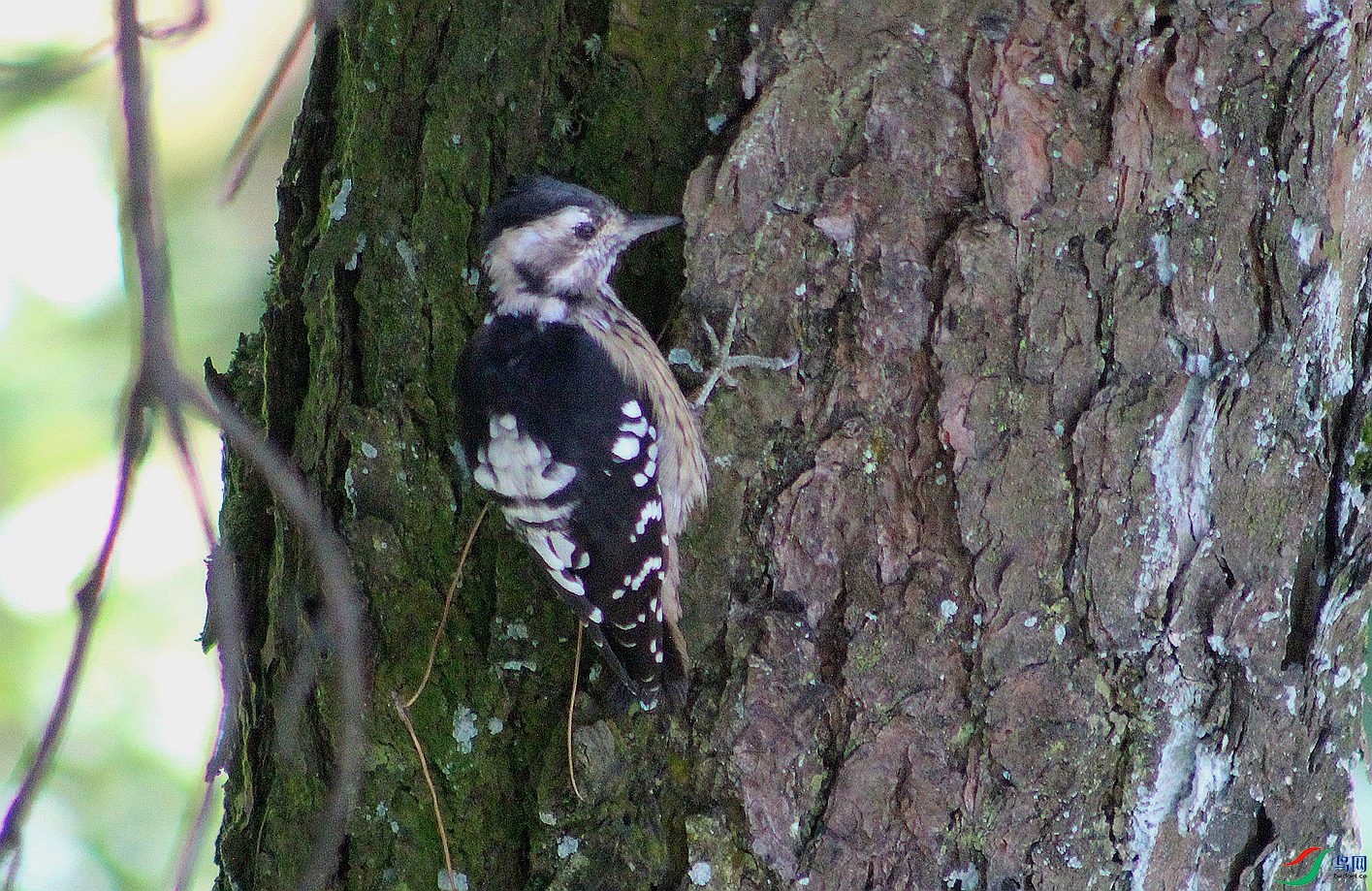 IMG_0005.JPG