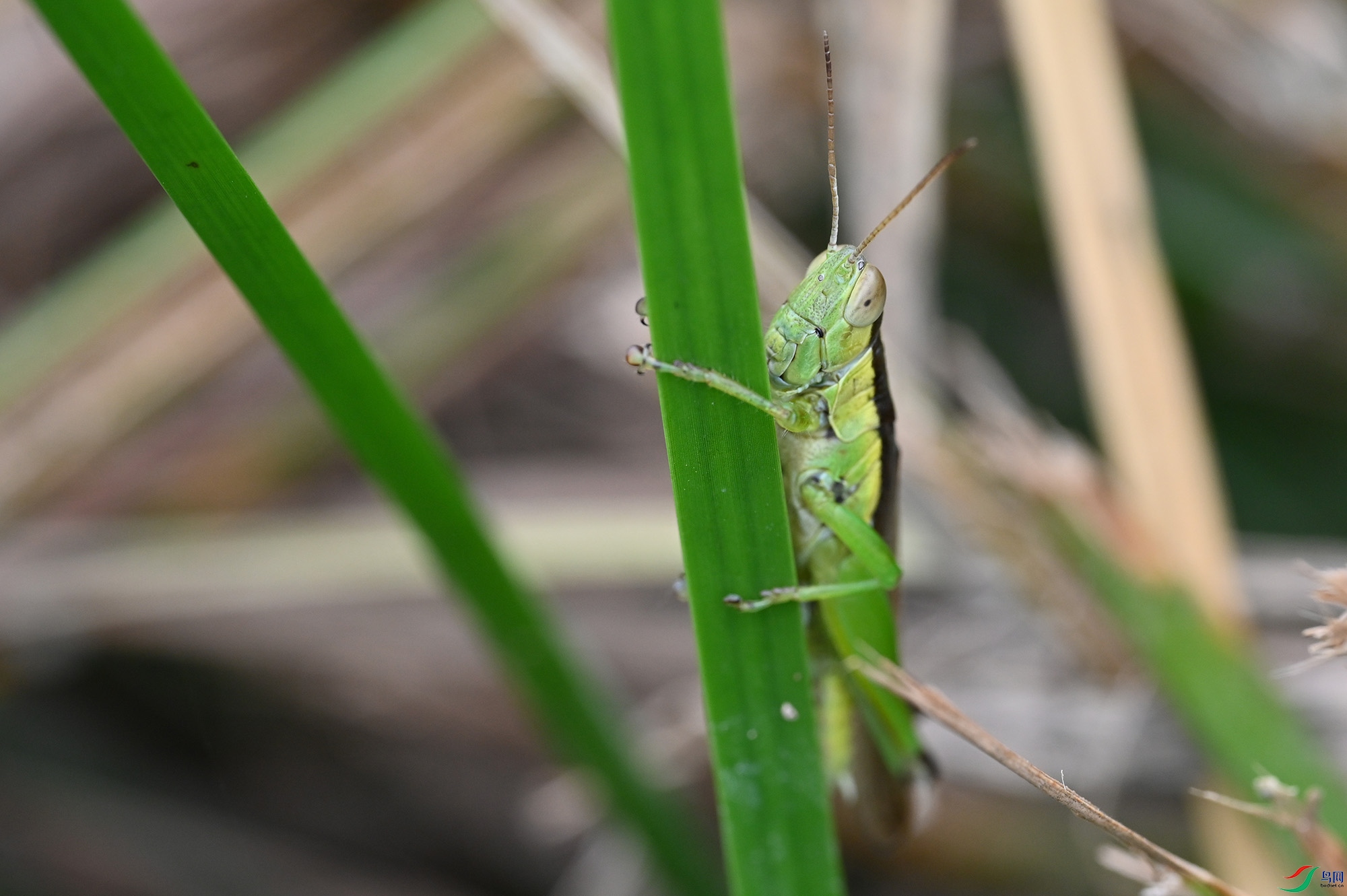 DSC_1729.jpg