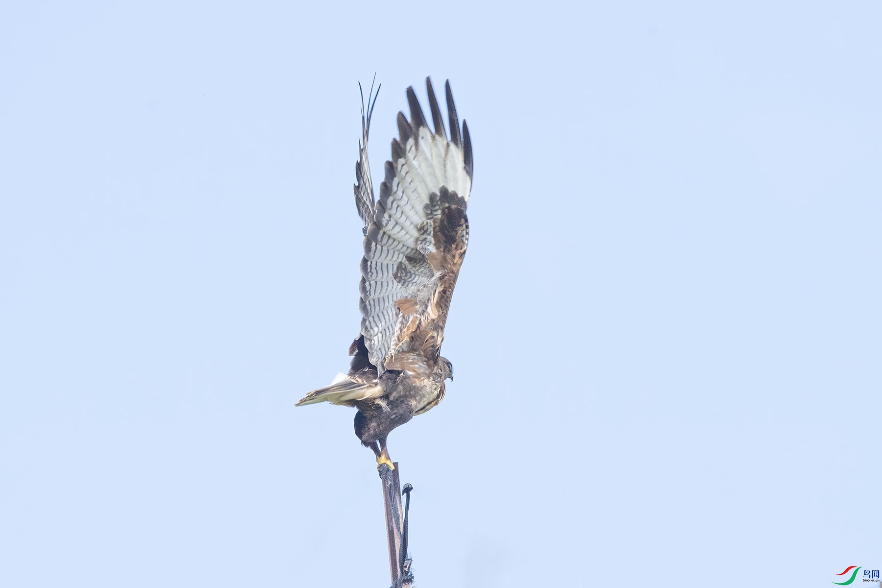 D5W_4512-1.jpg
