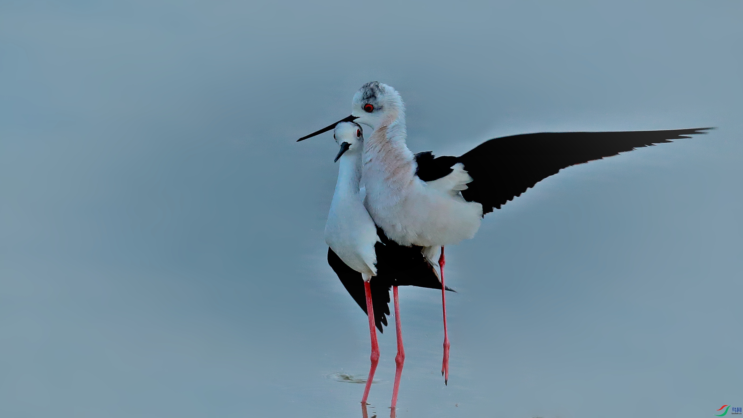 B49I6210 - ����_����.jpg