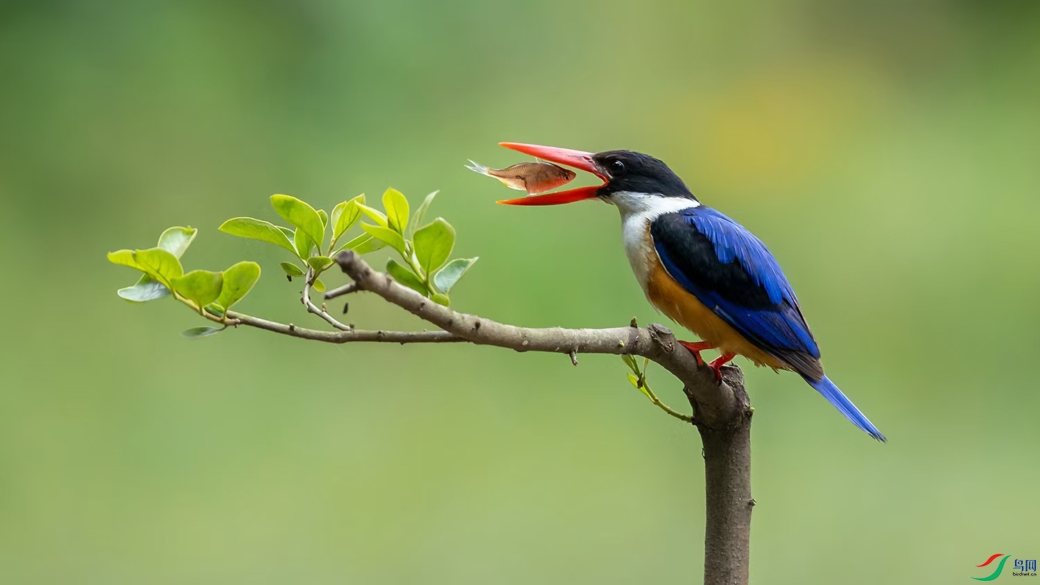 ����˲��