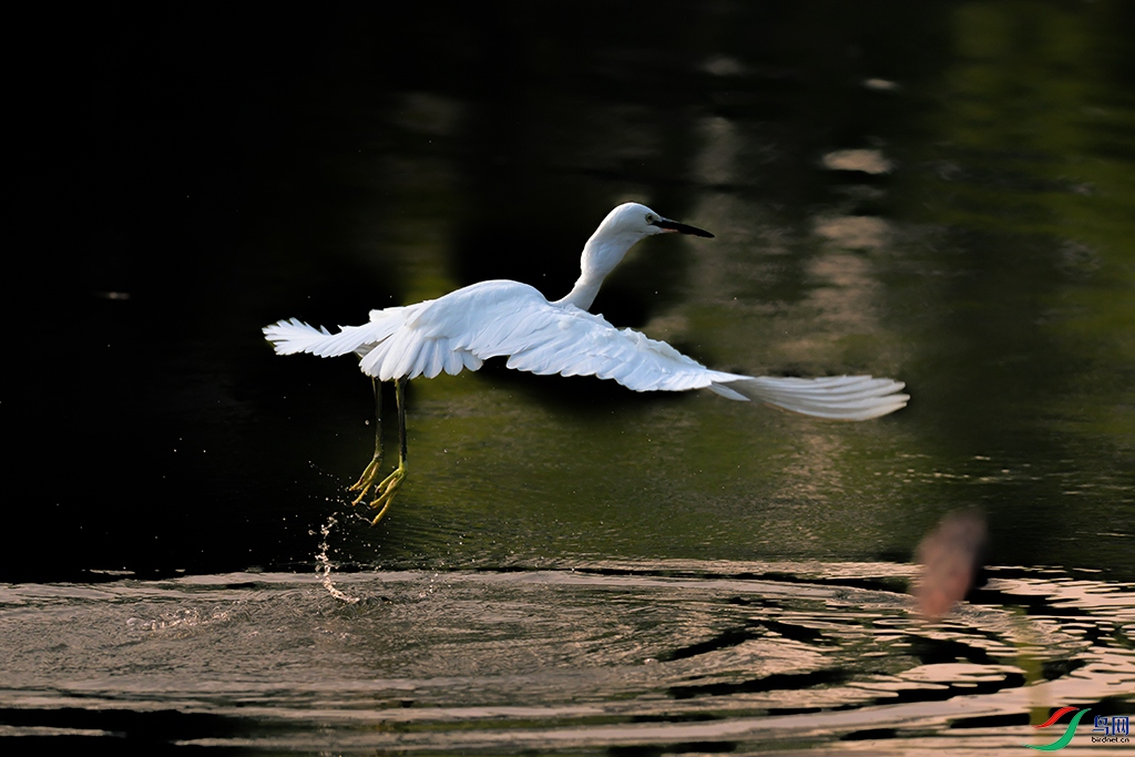 DSC_1515_DxOa.jpg