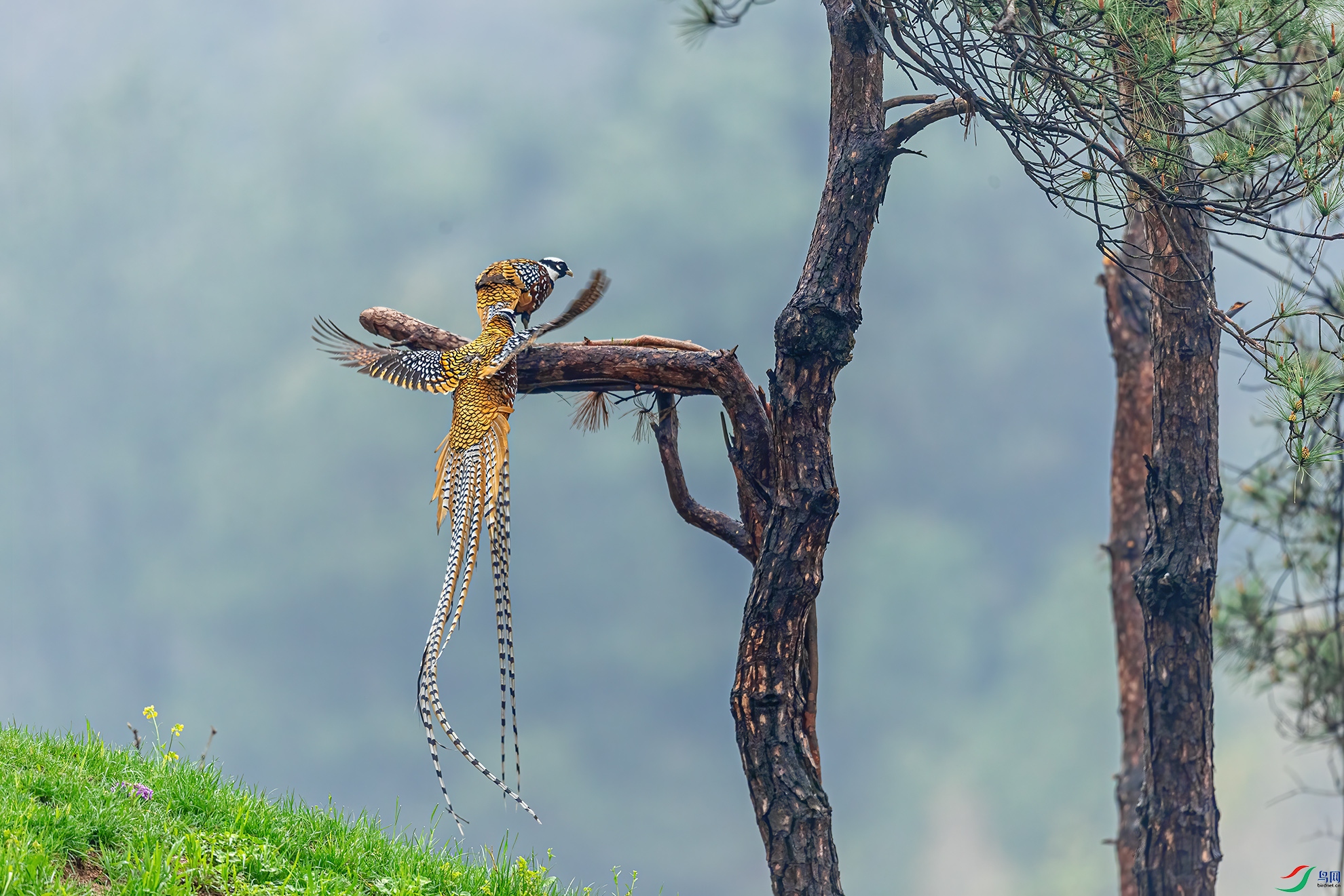 �׹ڳ�β��_9122755.jpg
