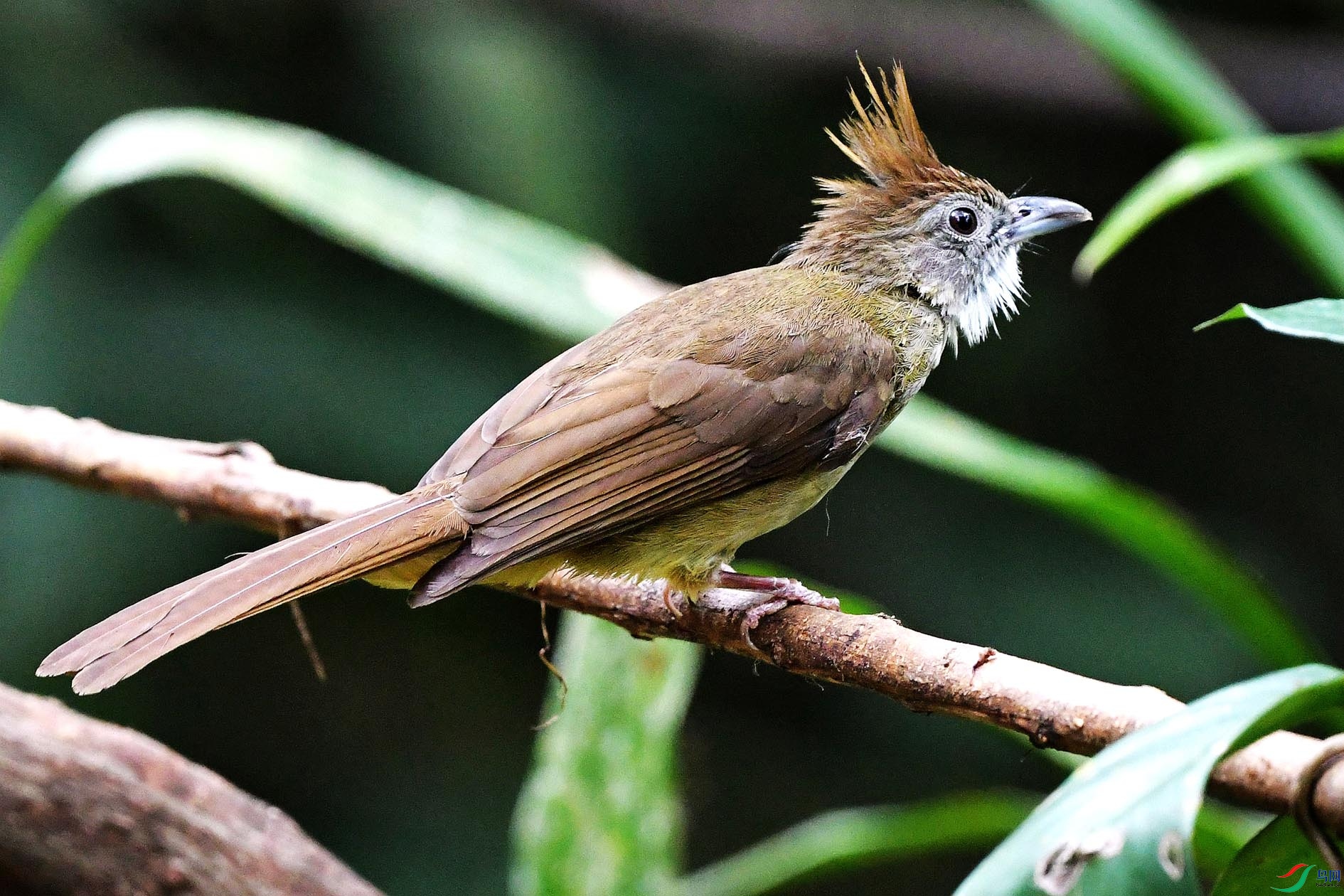 NIKON D5001099_����.jpg