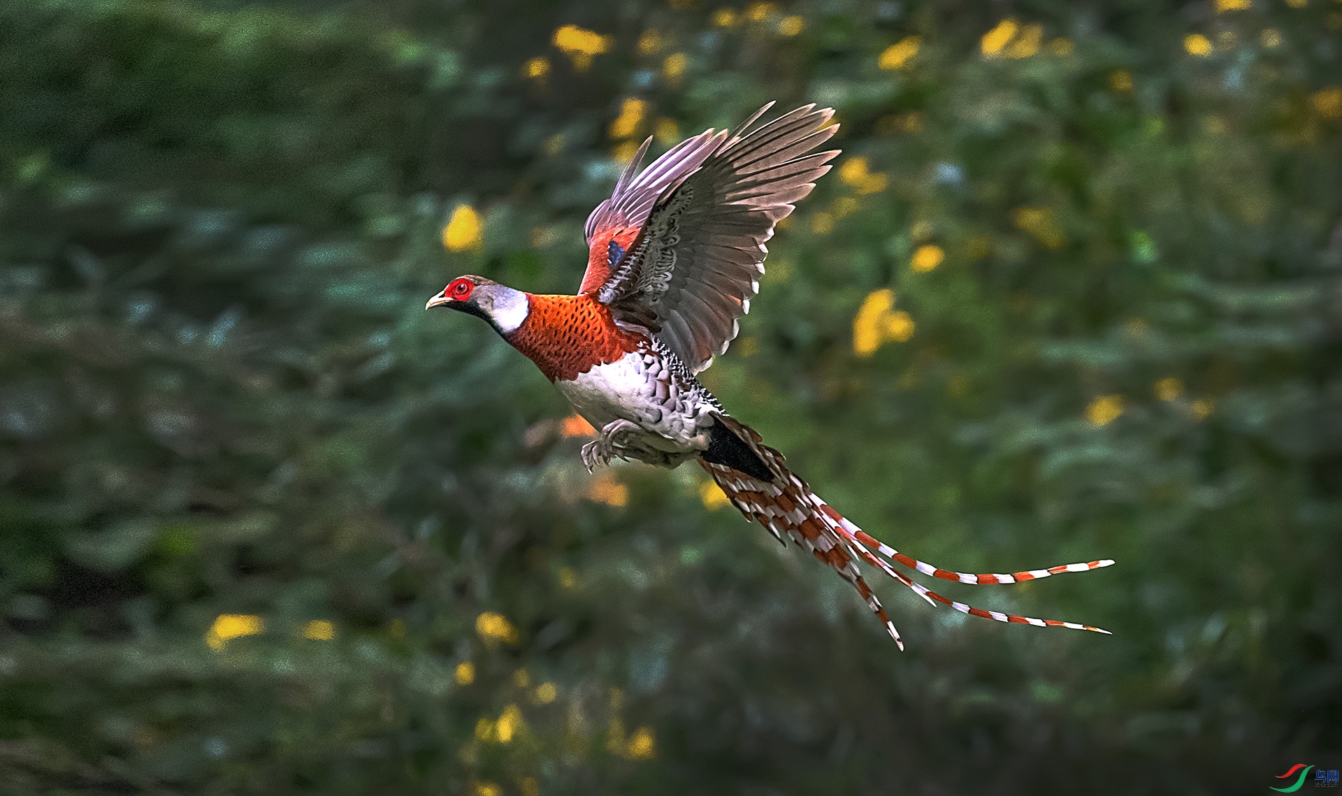 DSC_2215a.jpg