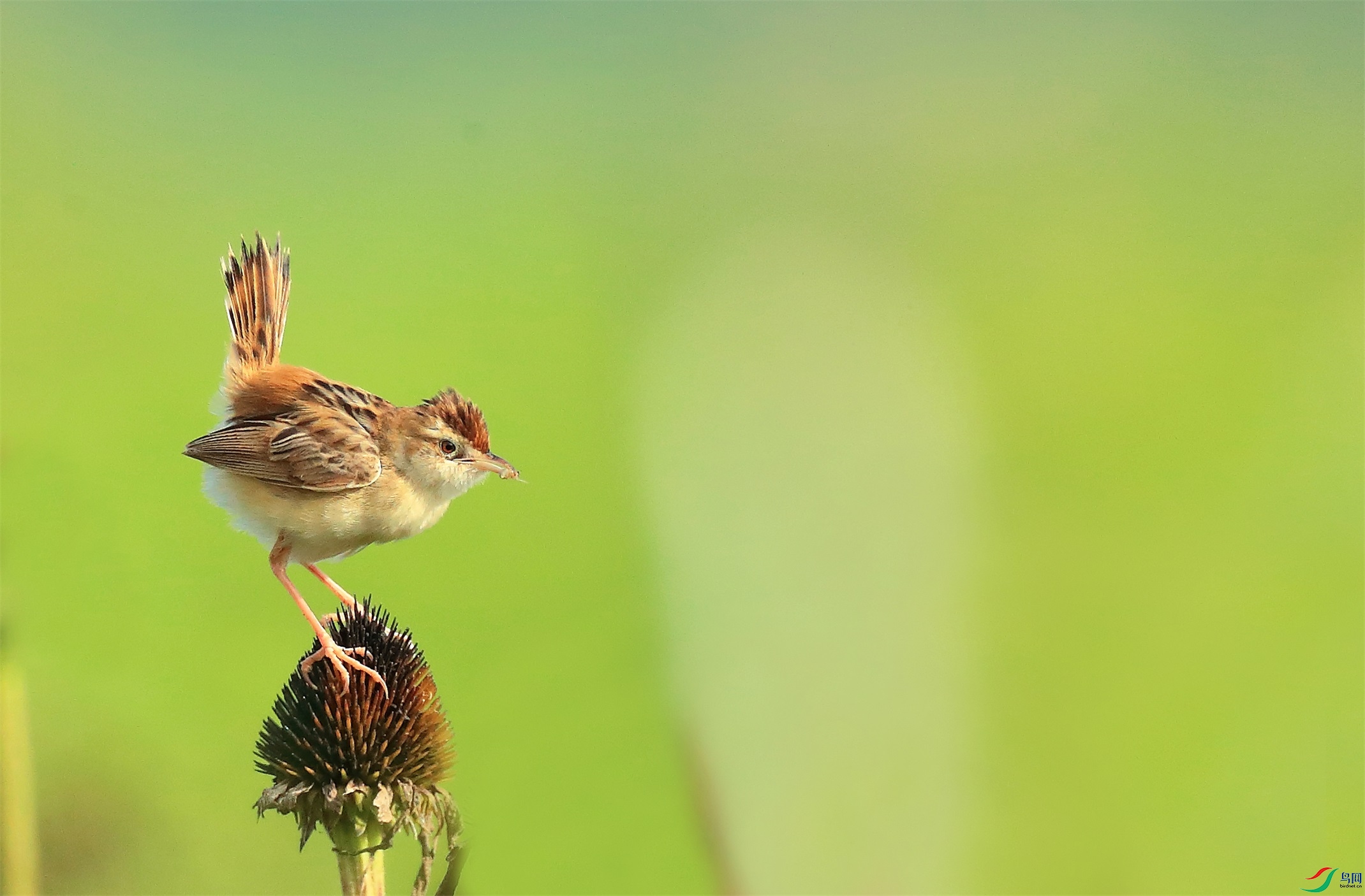 222 - ����.jpg