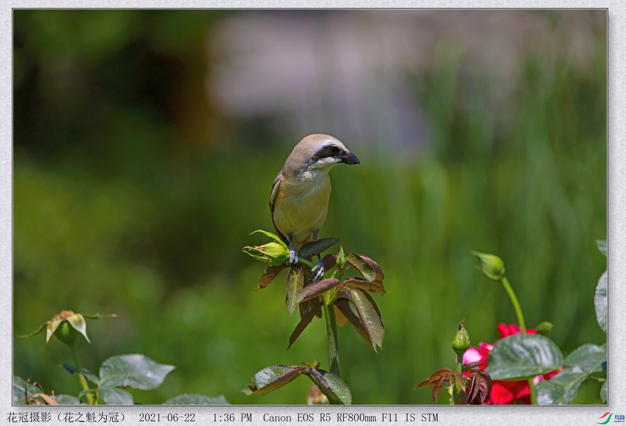 306A5399RAW���JPG-DeNoiseAI-low-lightB-1_����.jpg