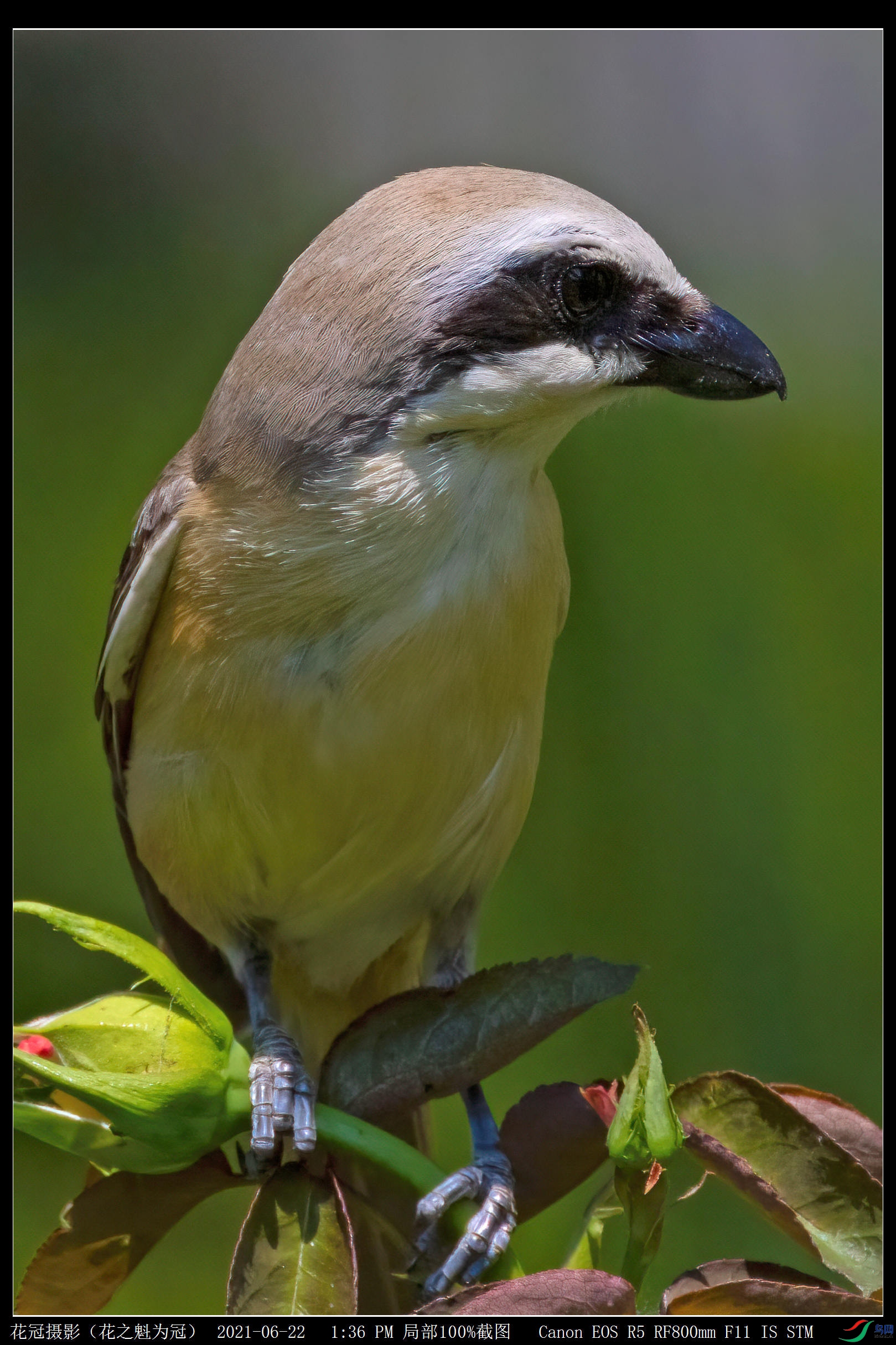 306A5399RAW���JPG-DeNoiseAI-low-lightA_����.jpg