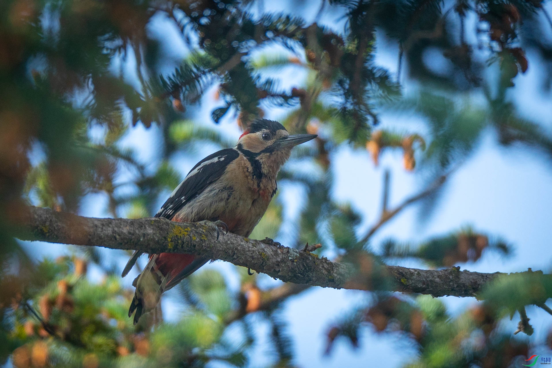 �����ľ��