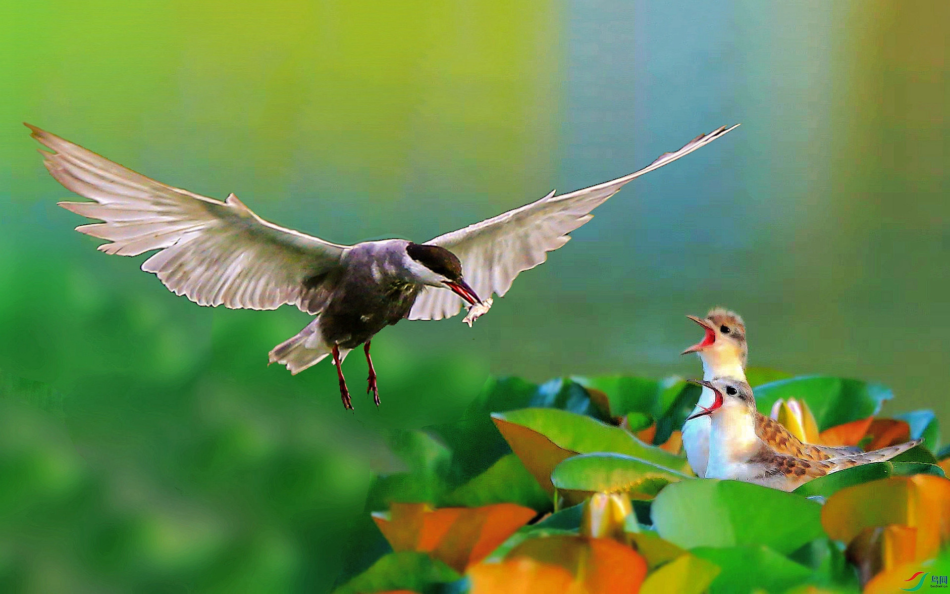 �����ĸ�� (1).jpg