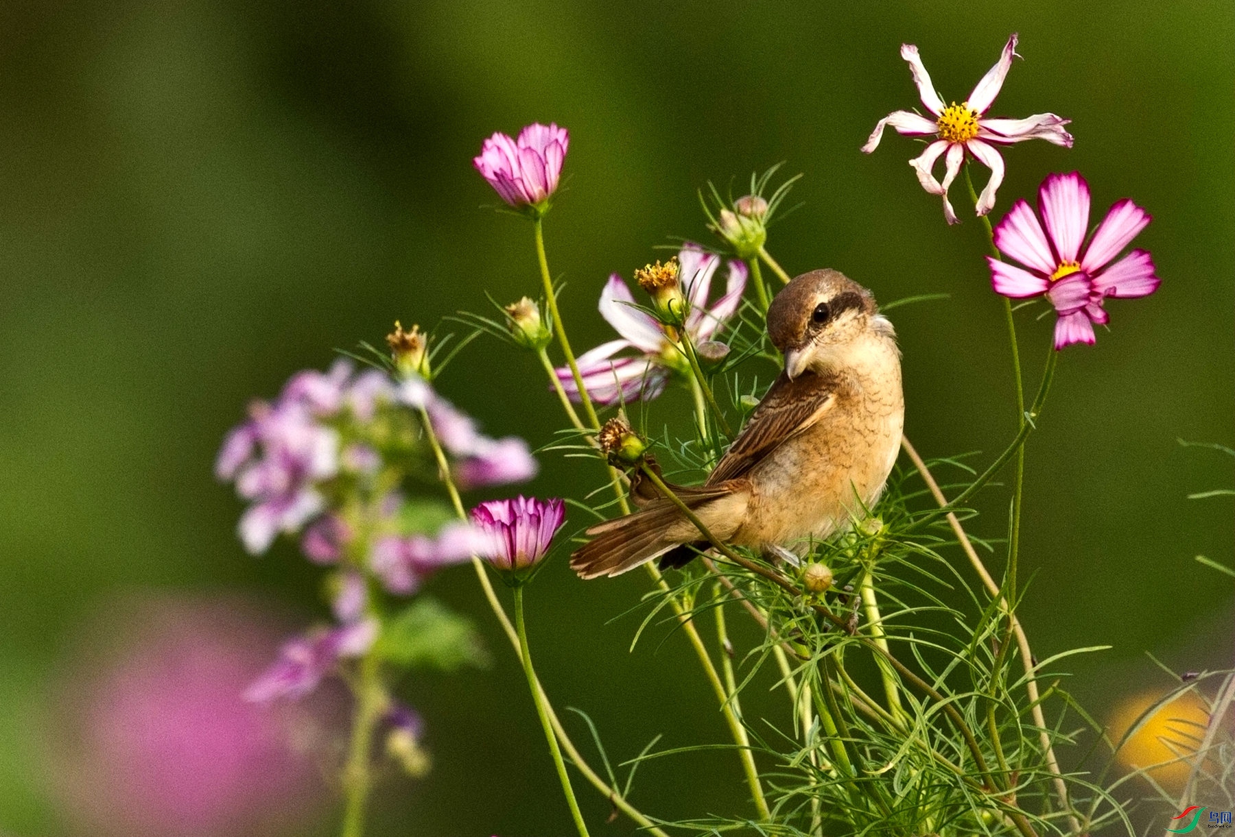 ���͵Ŀ���ͯ�� (5).jpg