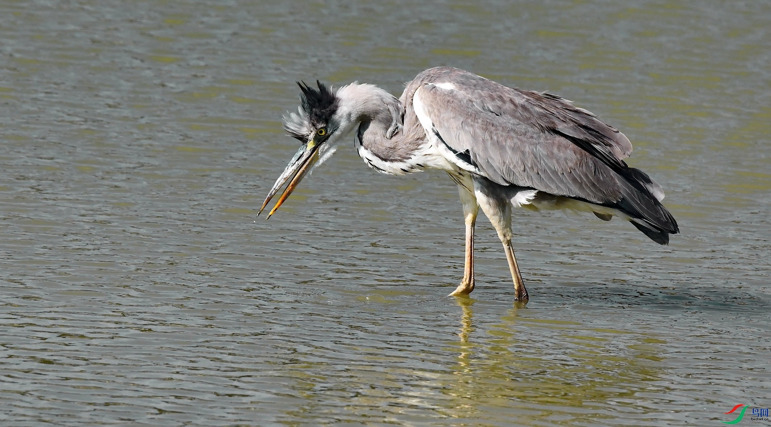 DSC_1950a.jpg