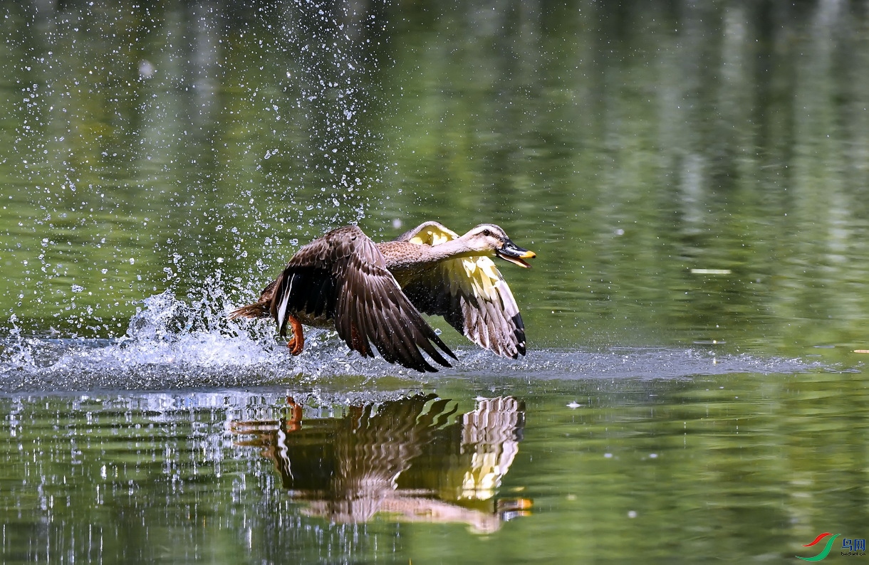 DSC_0949a.jpg