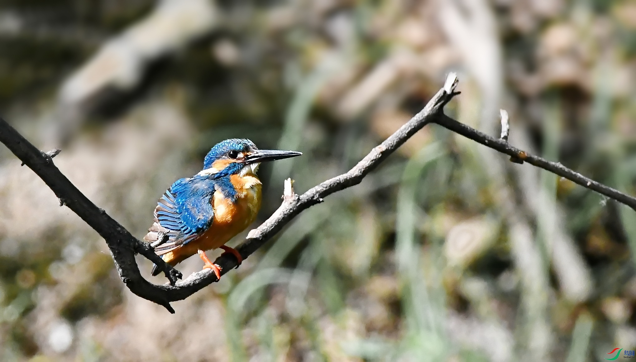 DSC_5163a.jpg