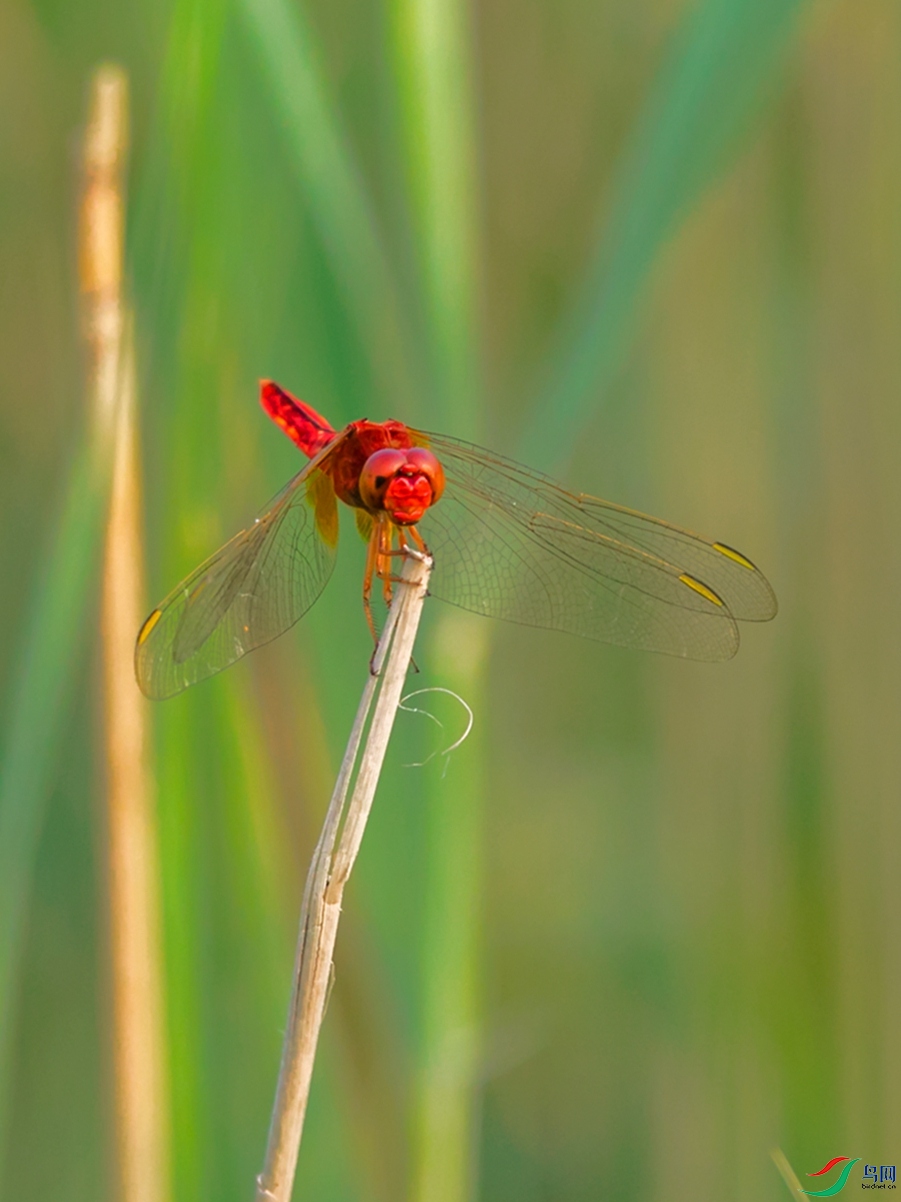 红蜻蜓
