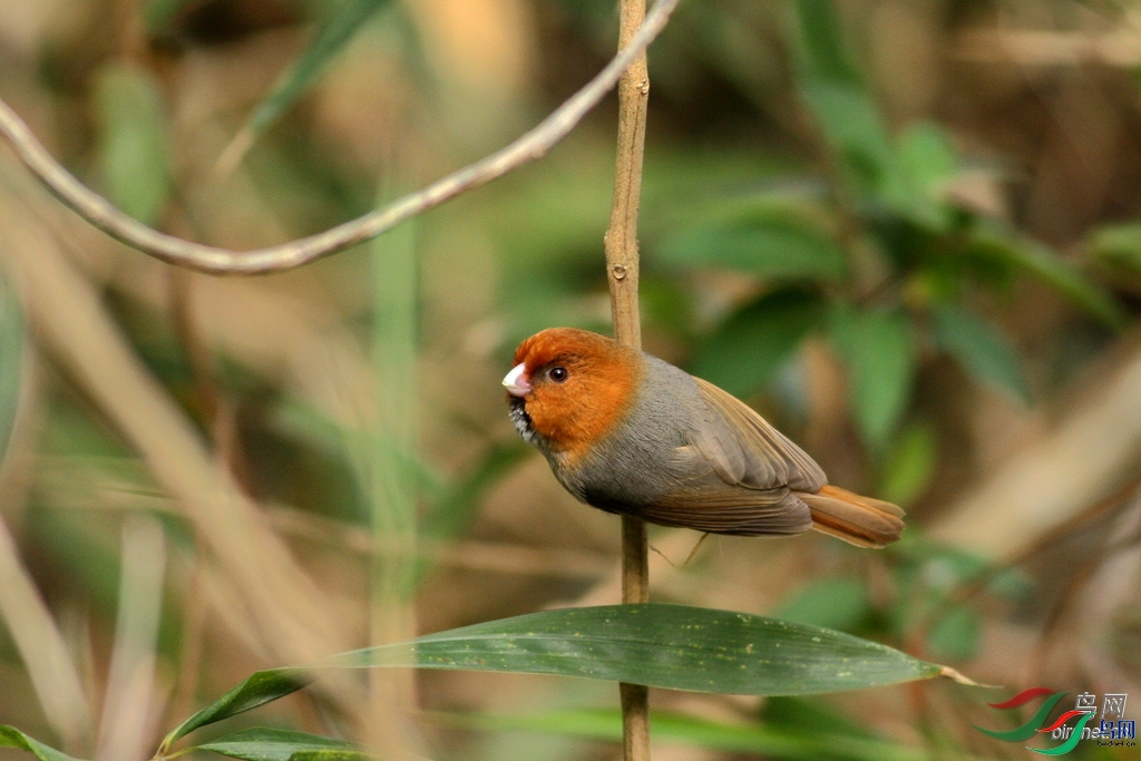 ���ݺ���  ��ʦ����.jpg