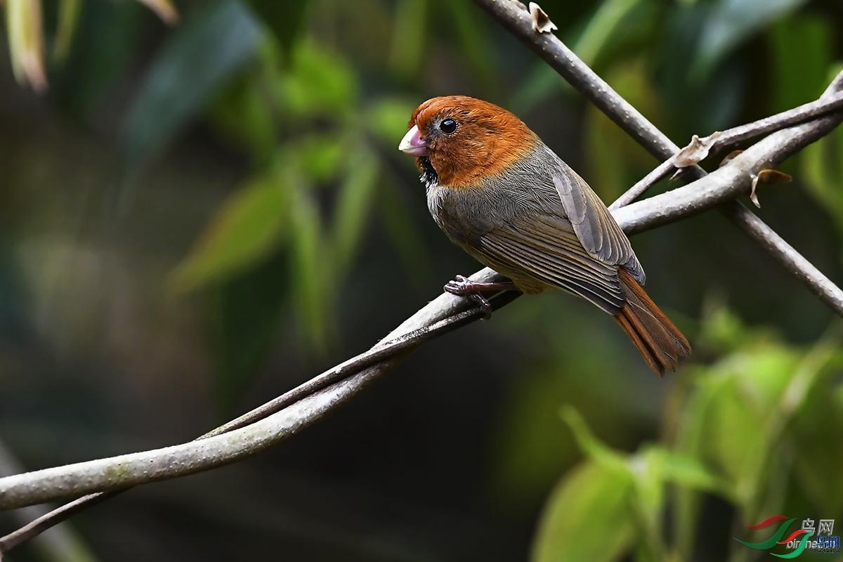 ����-�ٴ�  ��ʦ�����ڸ���ʡ ��ƽ��.jpg