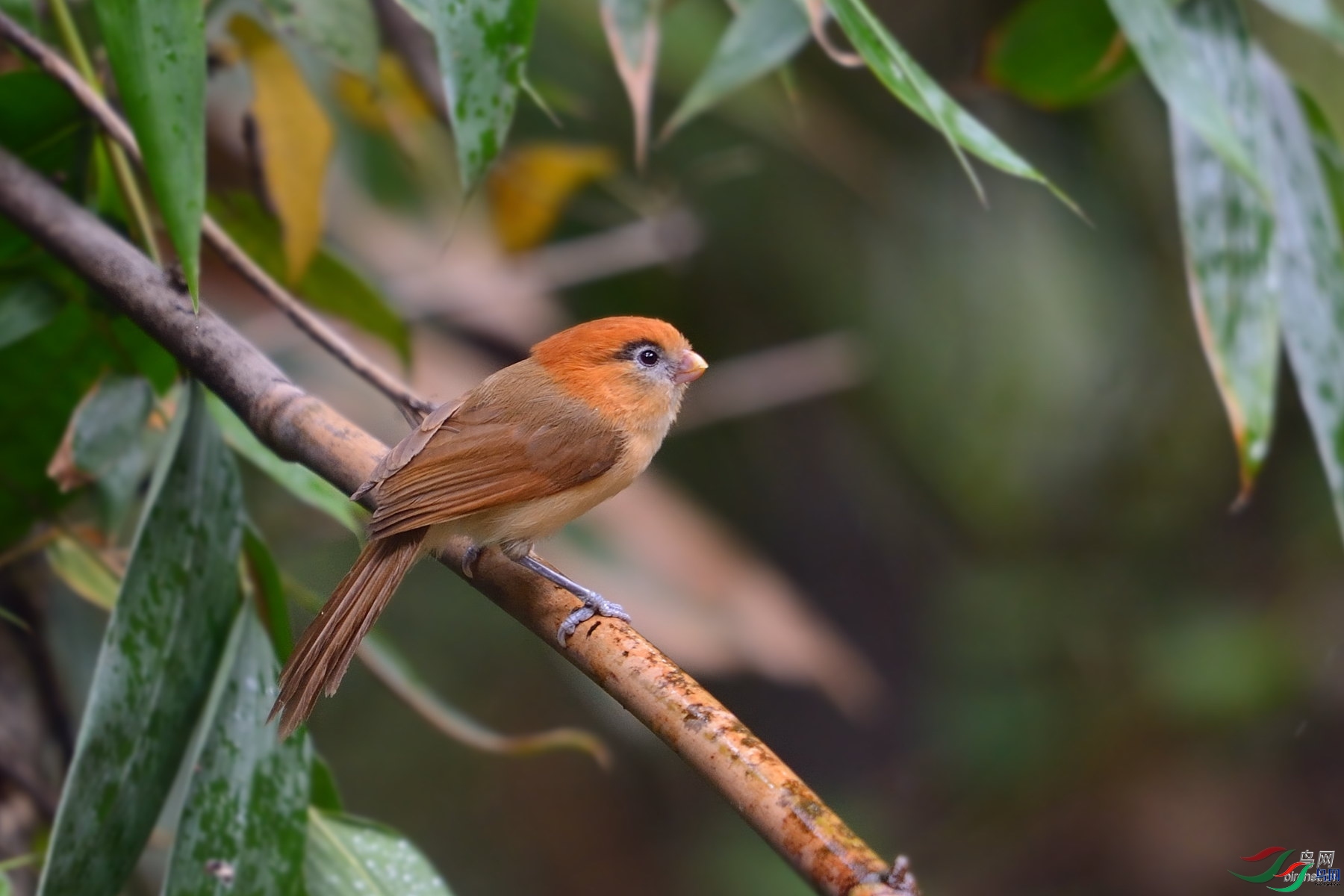 ��ׯһа ��ʦ����.jpg