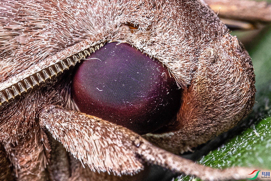 蛾复眼特写