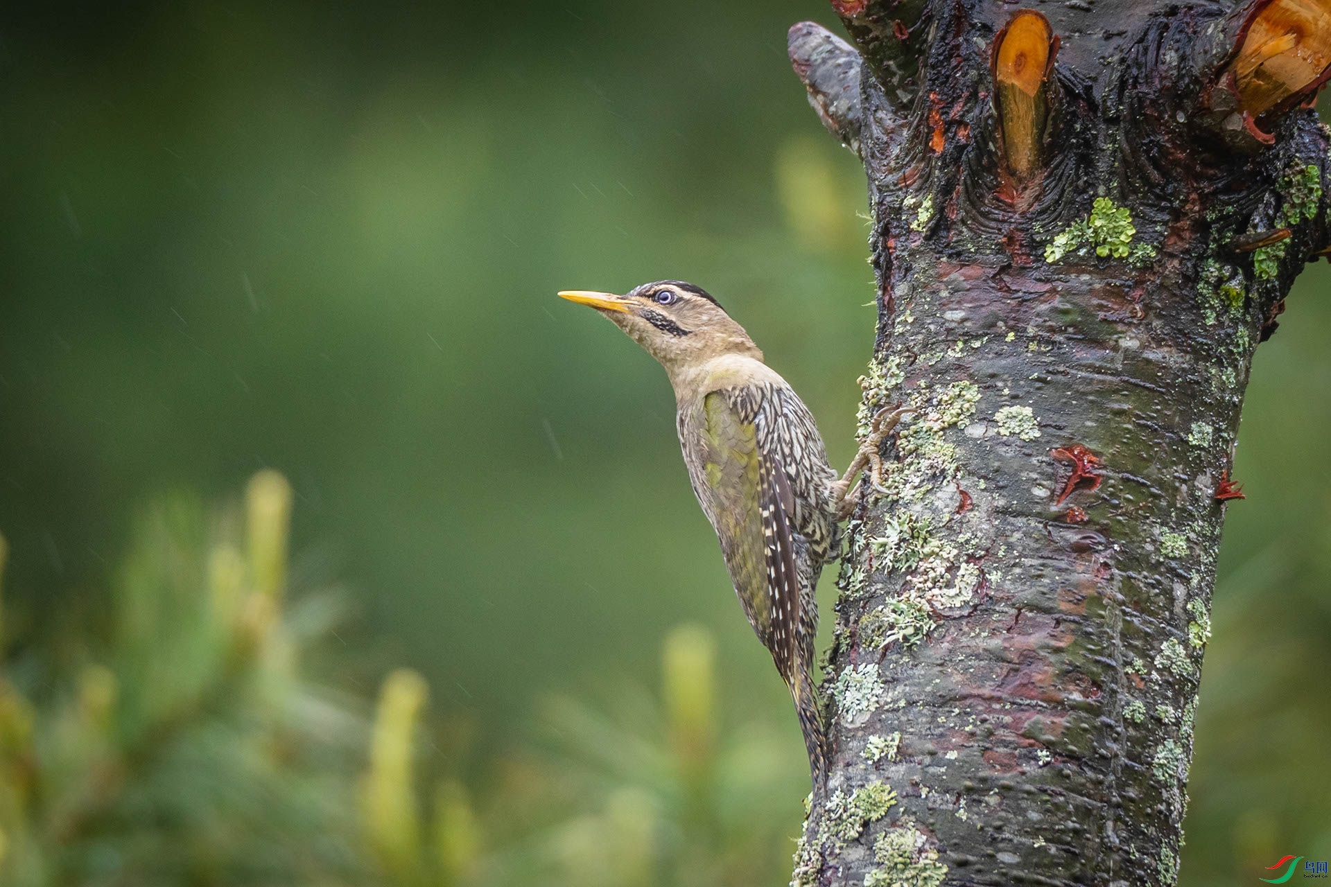 �۸�����ľ��