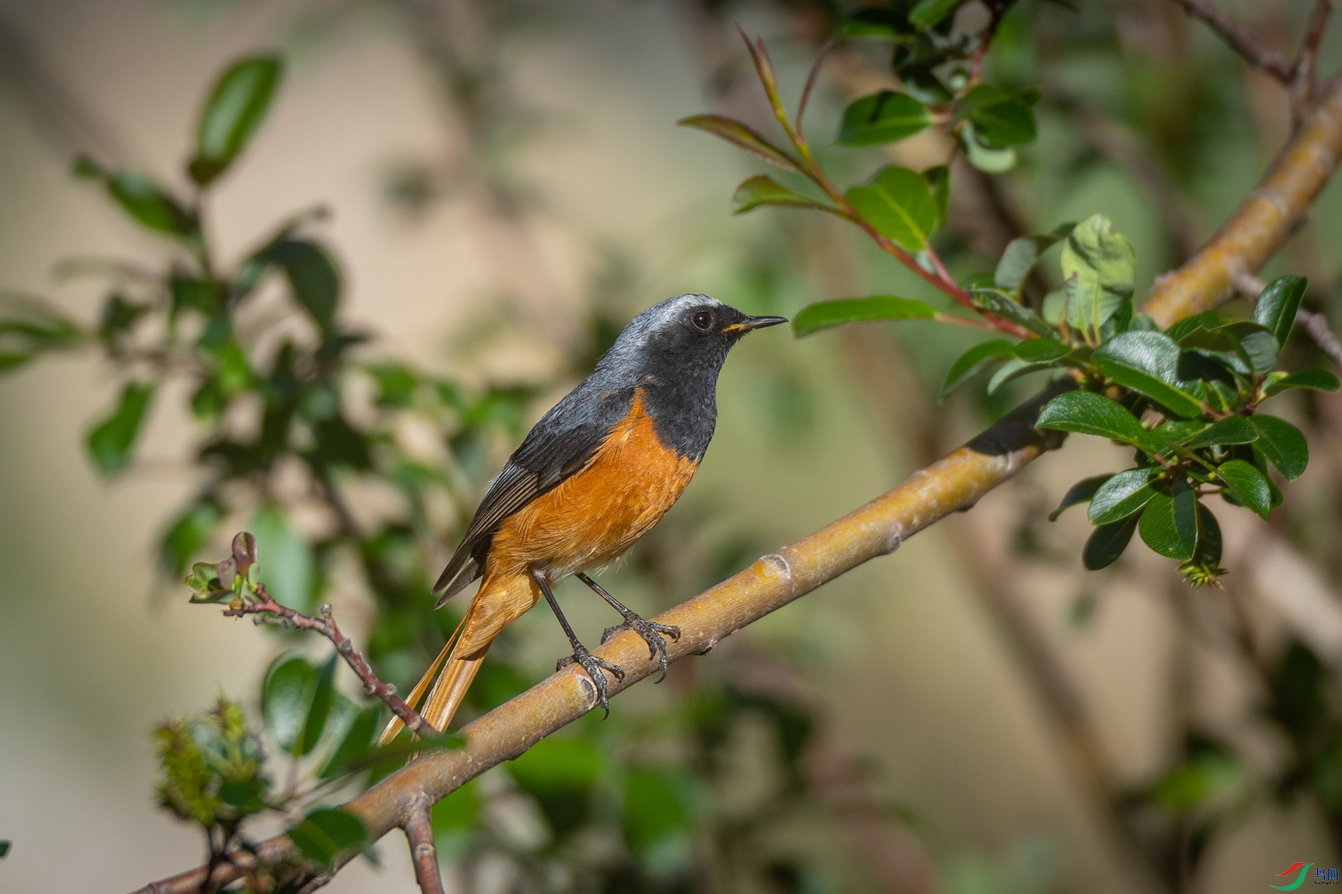 �ں���β�[��]