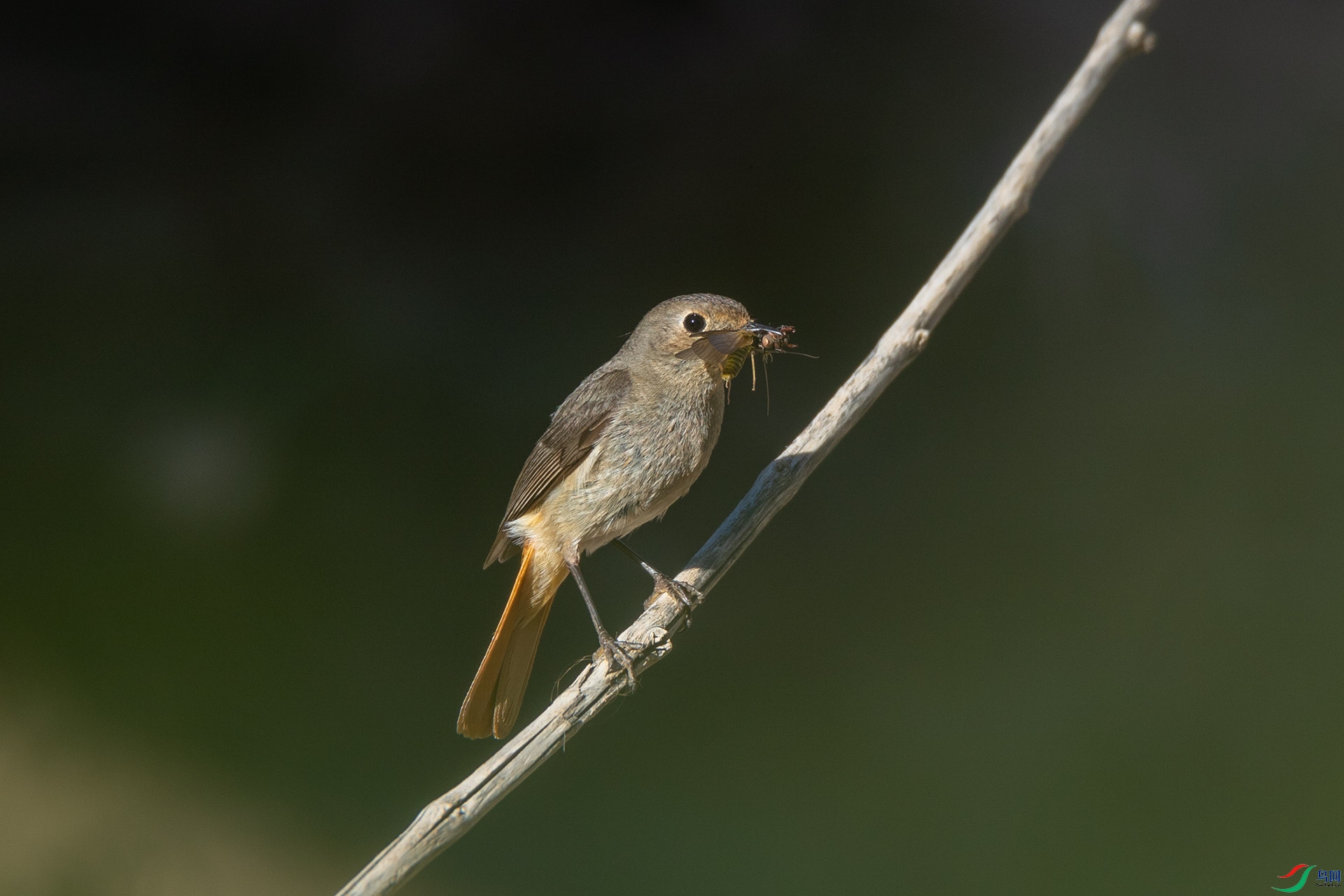 �ں���β�[��]