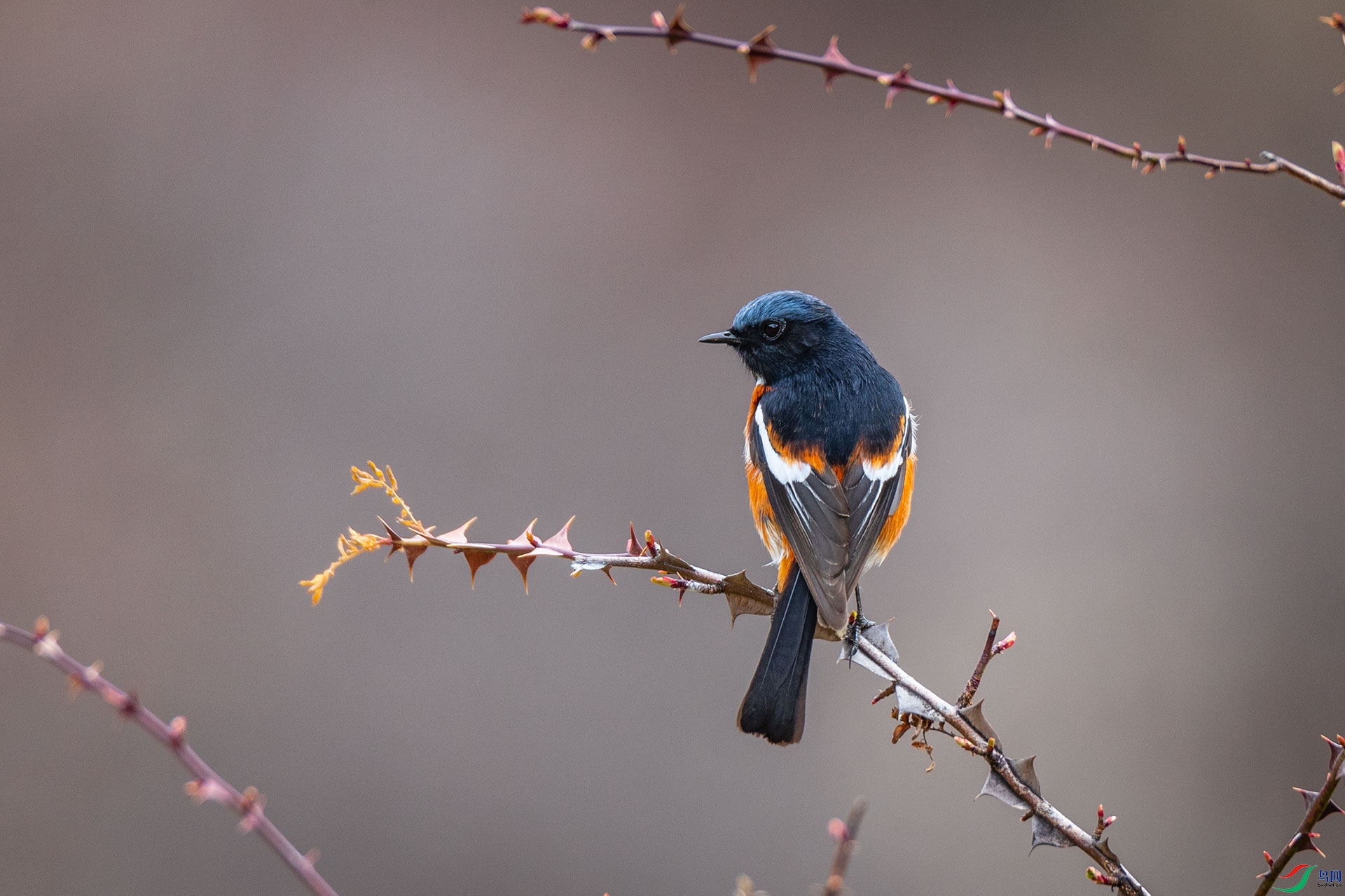 �׺���β�[��]