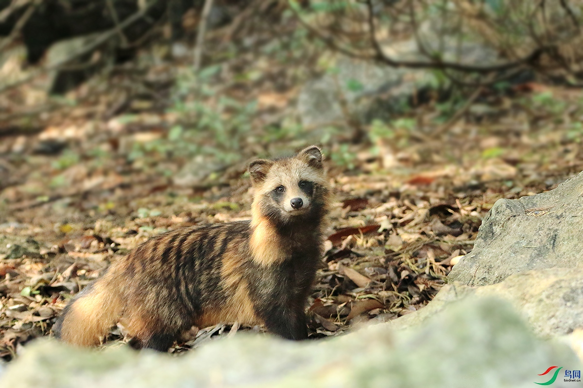 你知道一丘之貉的貉是什么样子的吗请看貉恭