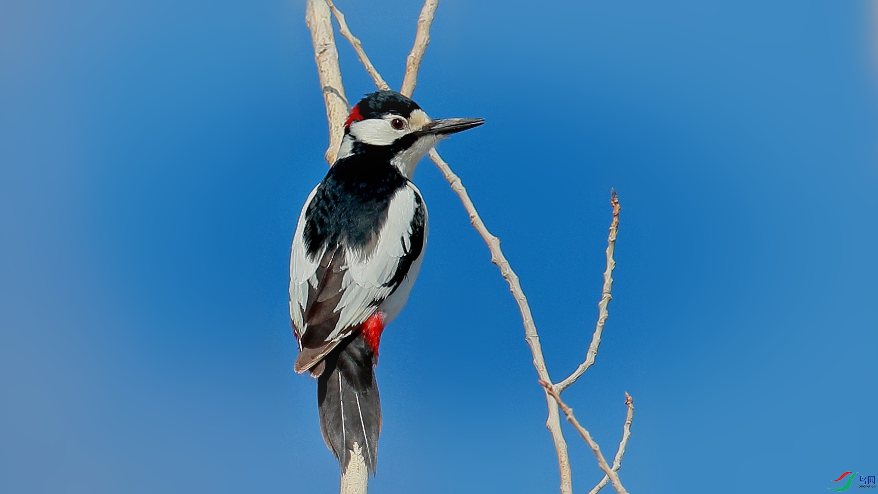 新疆仅有的美丽的—《白翅啄木鸟》