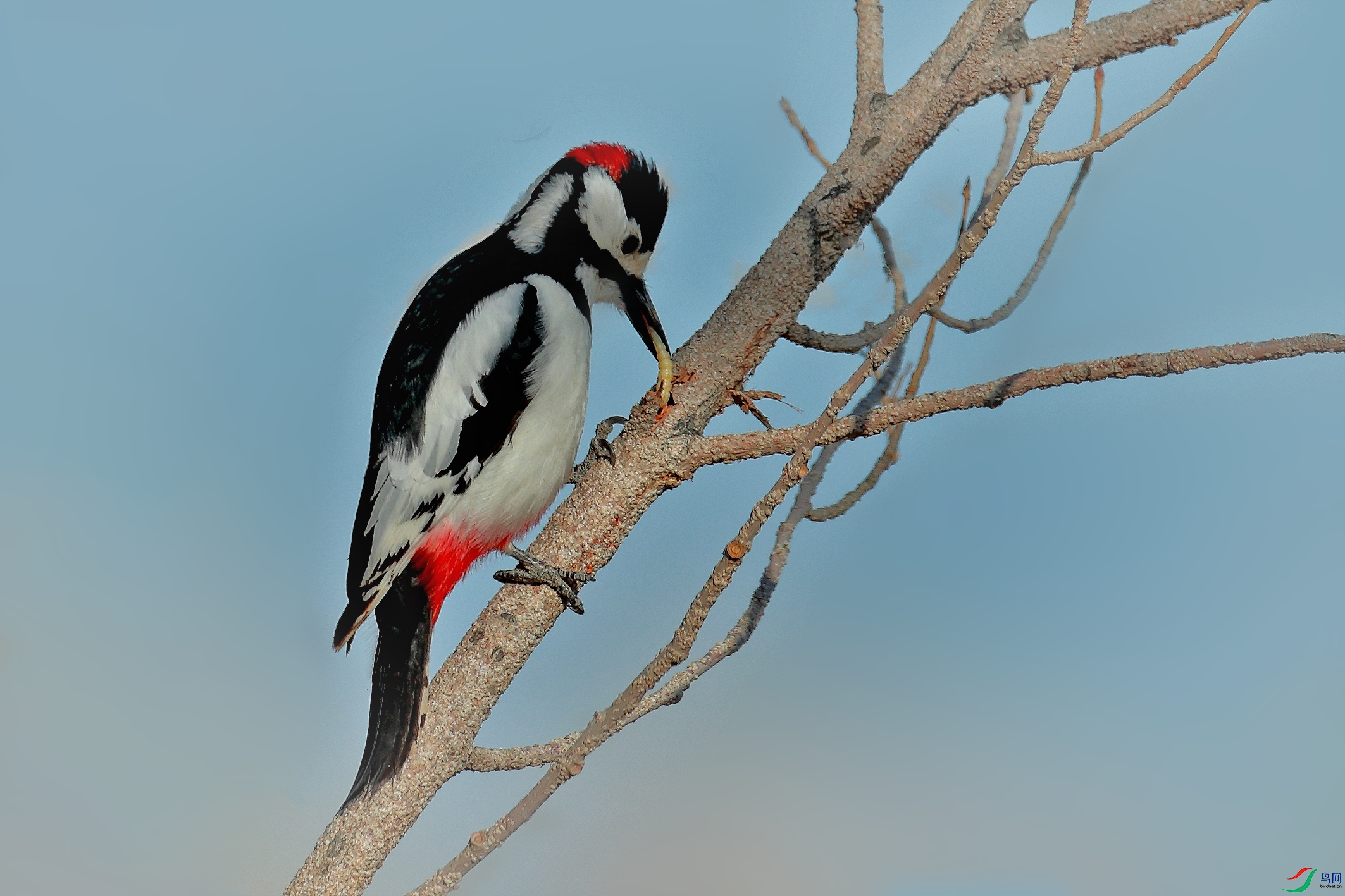 新疆仅有的美丽的—《白翅啄木鸟》