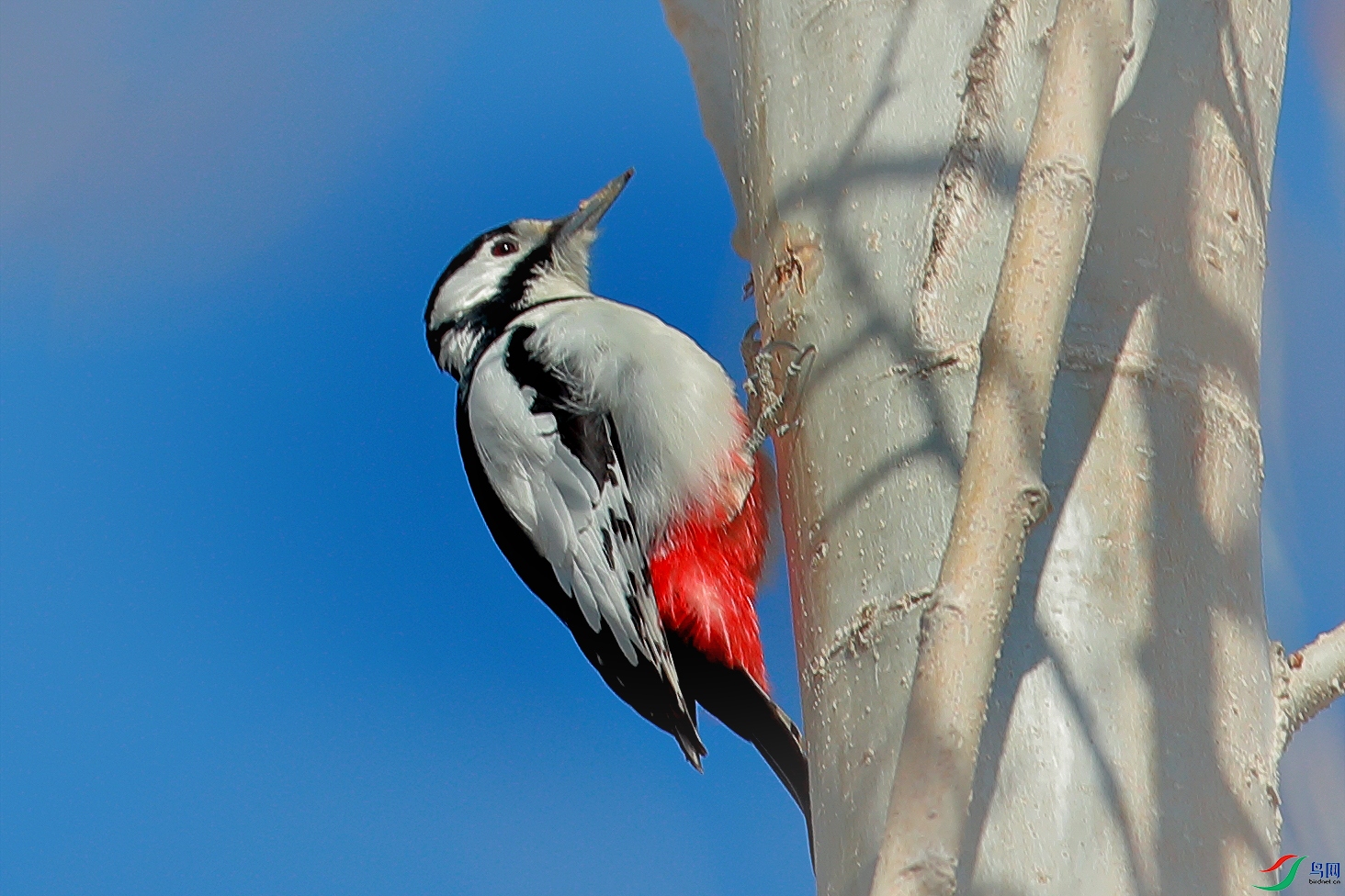 新疆仅有的美丽的—《白翅啄木鸟》
