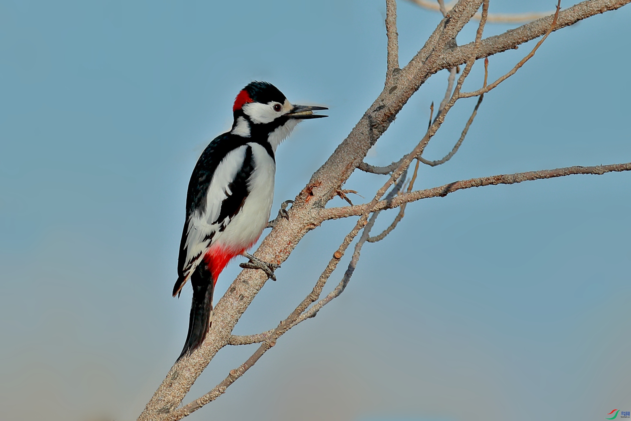 新疆仅有的美丽的—《白翅啄木鸟》