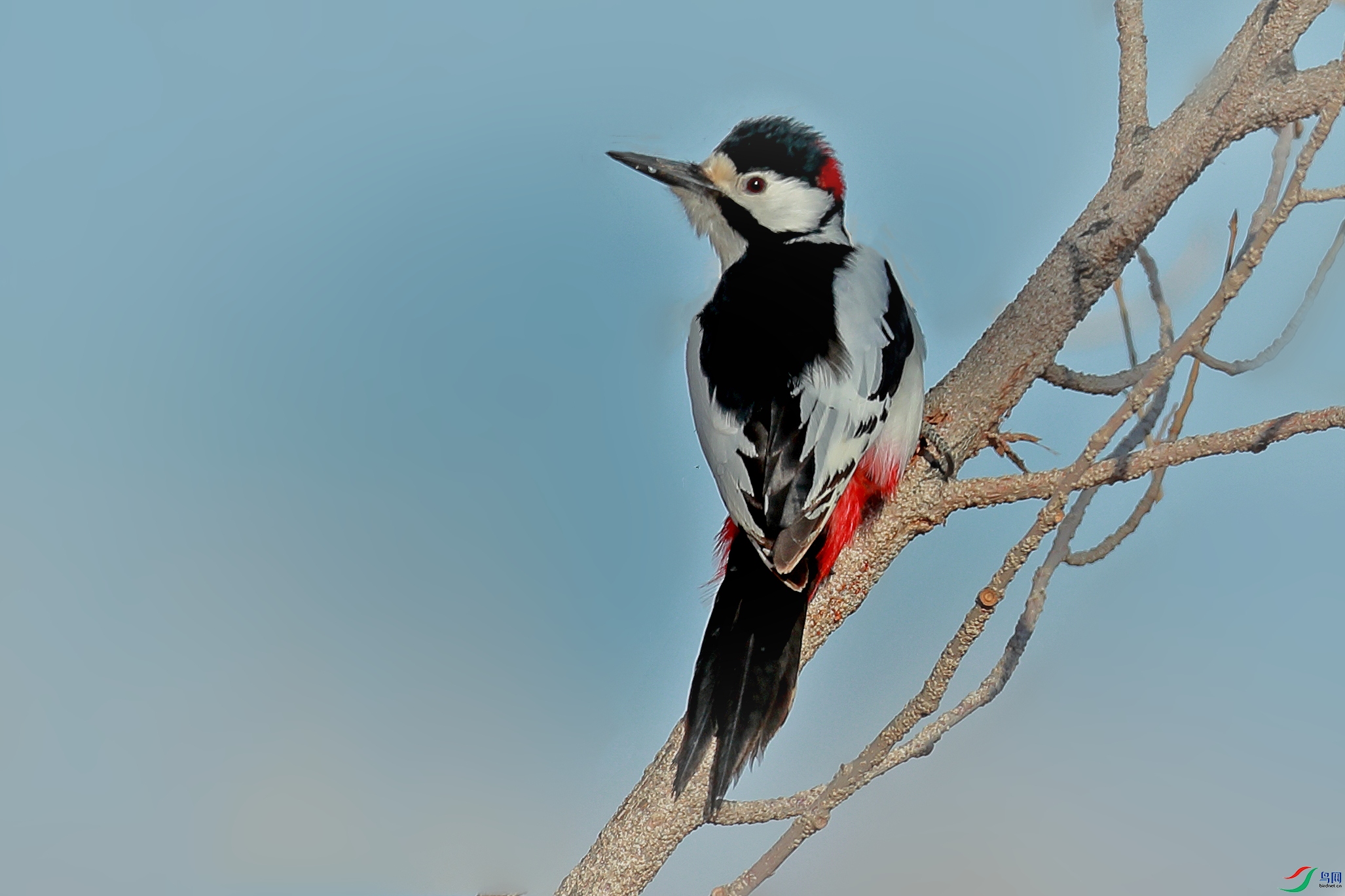 新疆仅有的美丽的—《白翅啄木鸟》