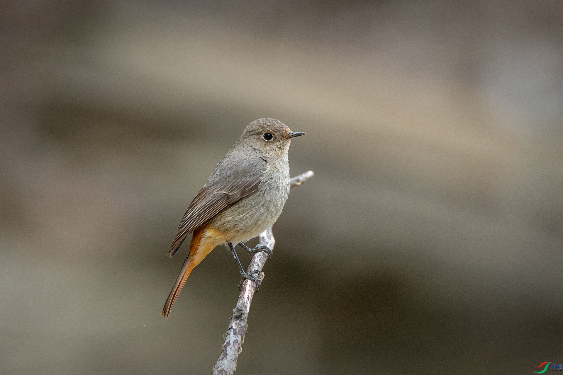 ����β�[��]