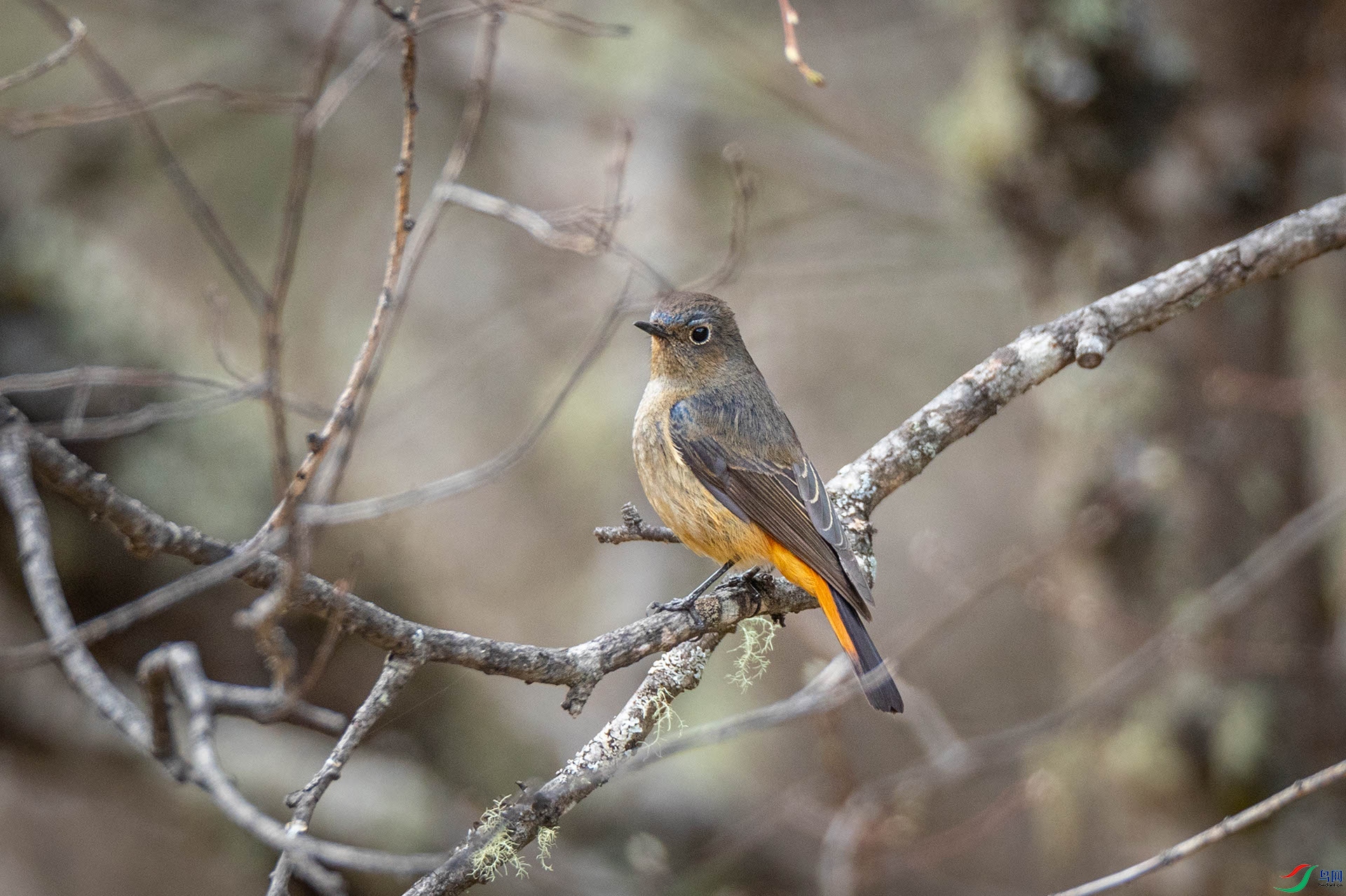 �����β�[��]