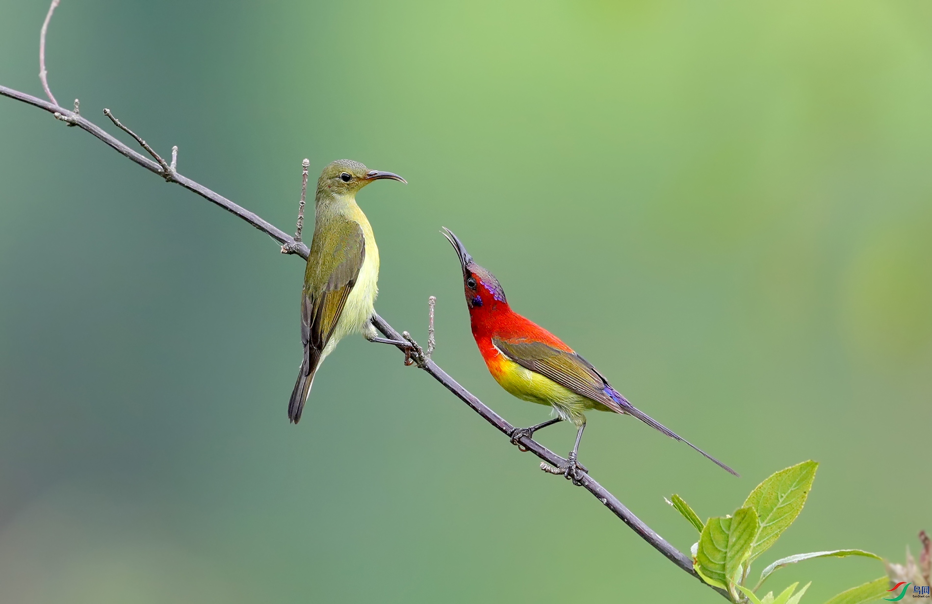 [林鸟] 蓝喉太阳鸟------争吵