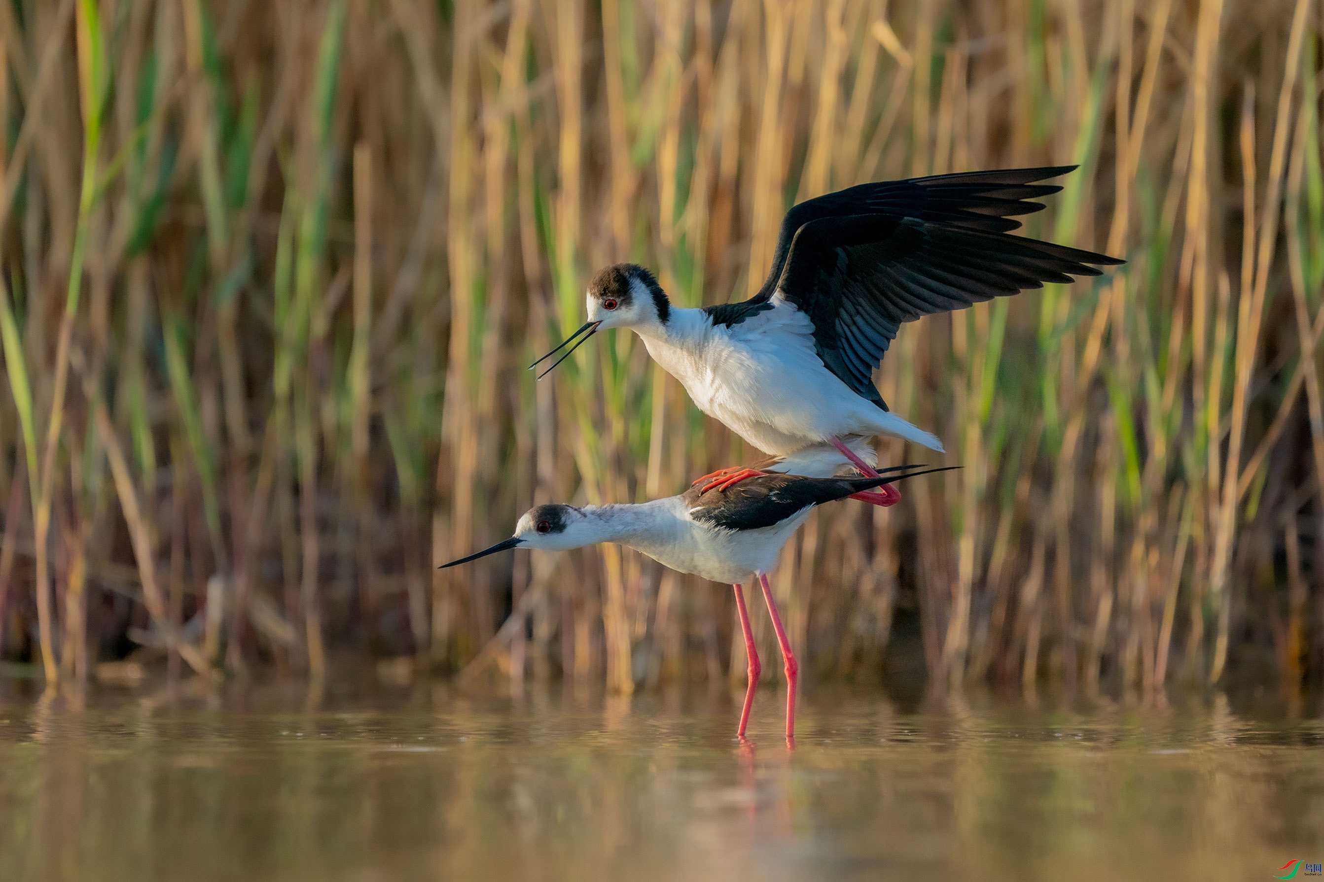 �ڳ᳤����