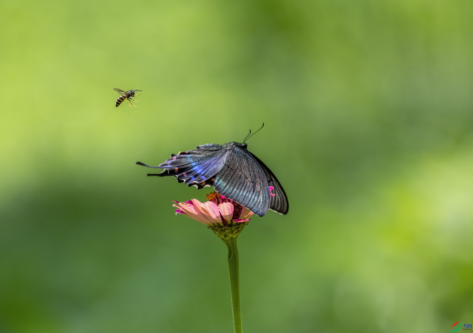 DSC_9214-DeNoiseAI-denoise.jpg